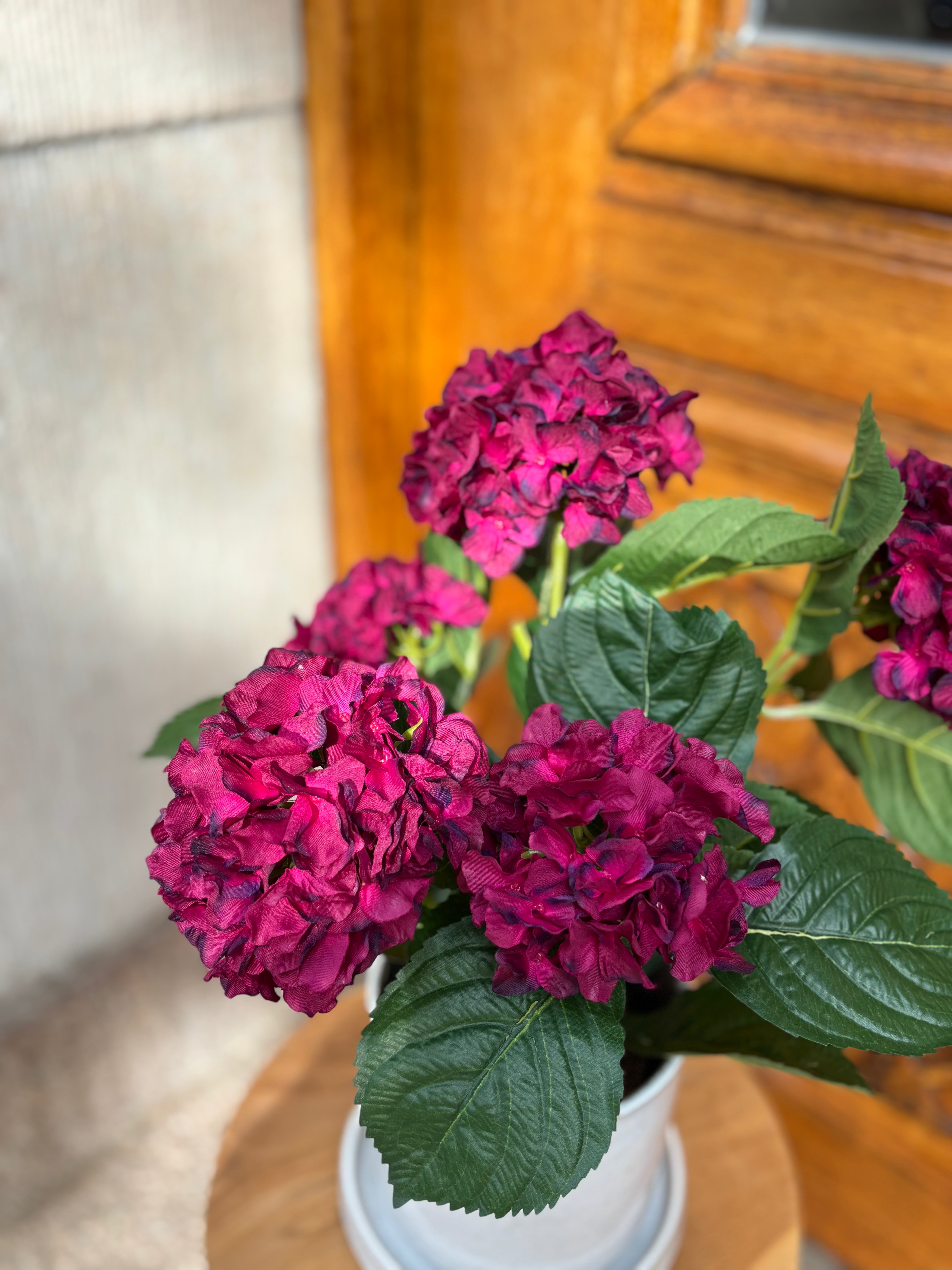 Hortensia i kruka 40 cm, Lila/Röd