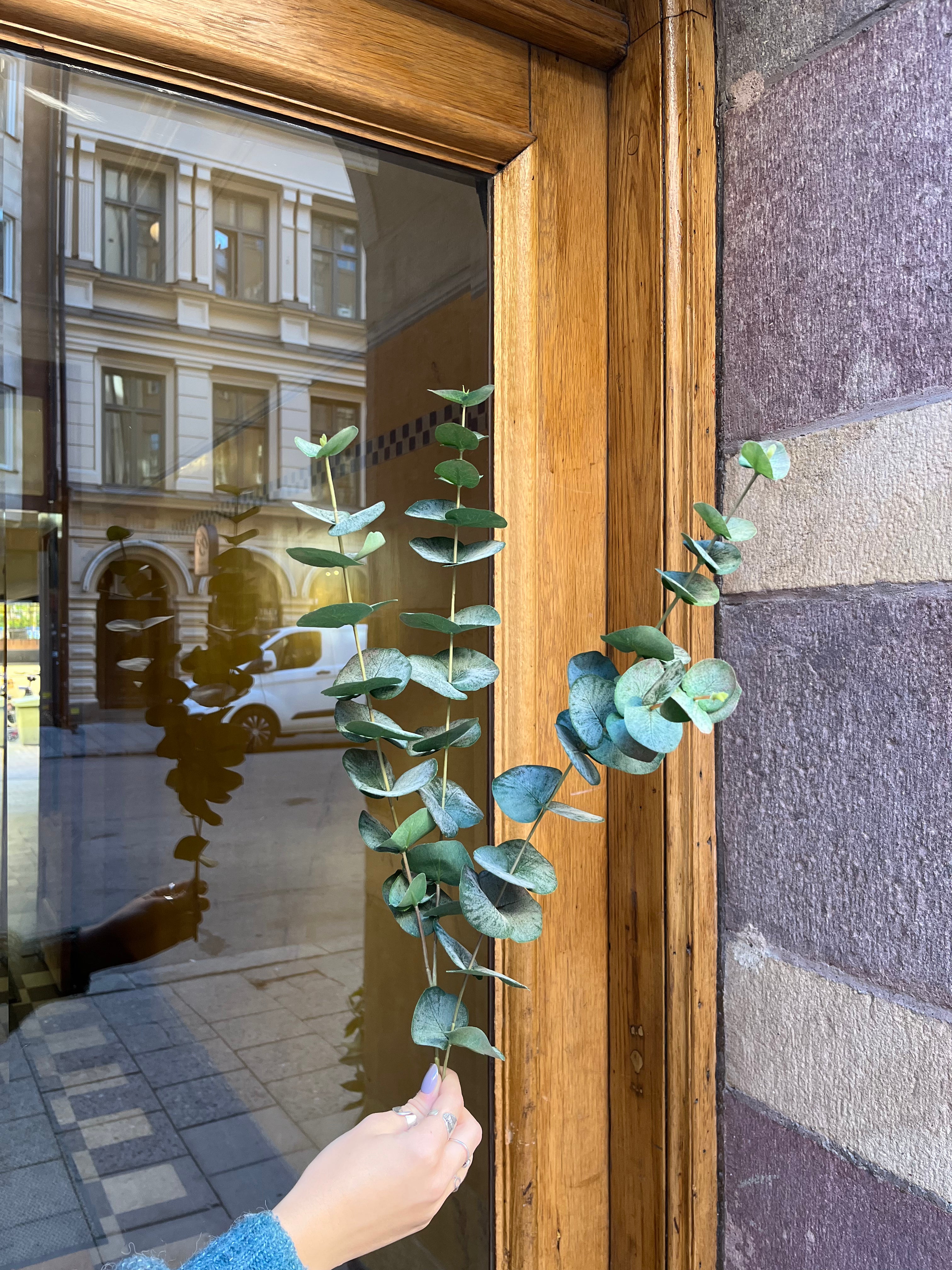 Eucalyptus 60 - 120 cm