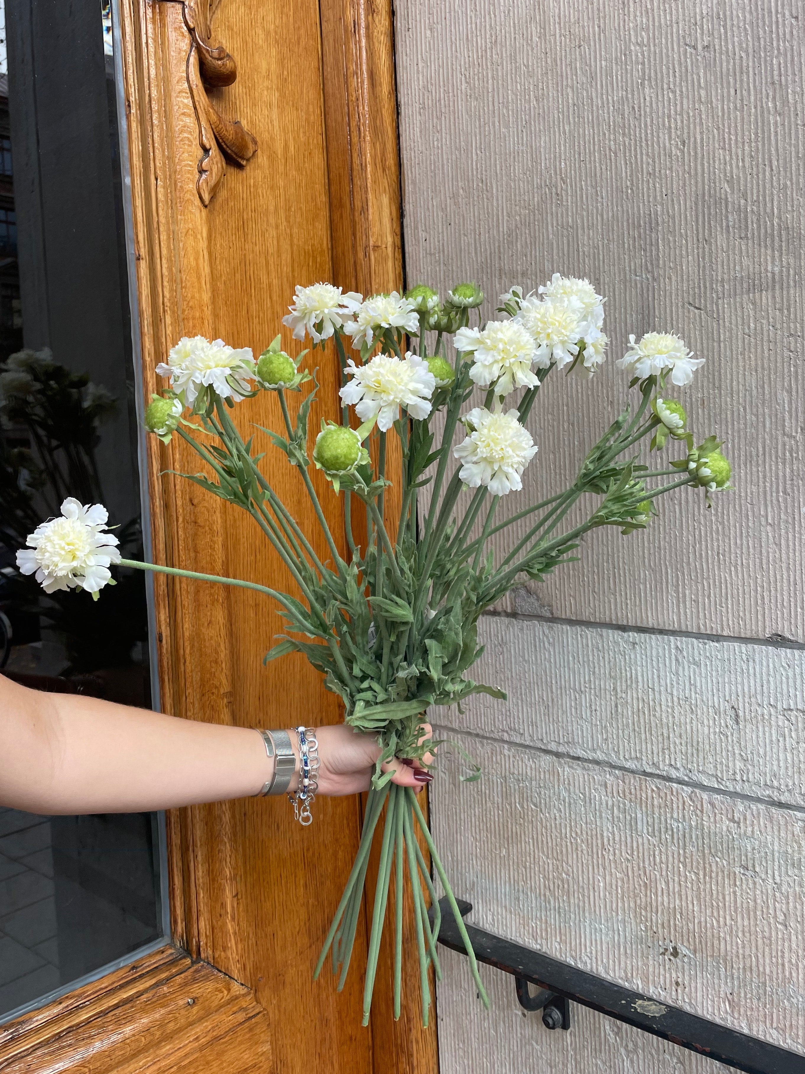 Scabiosa Creme, 70 cm