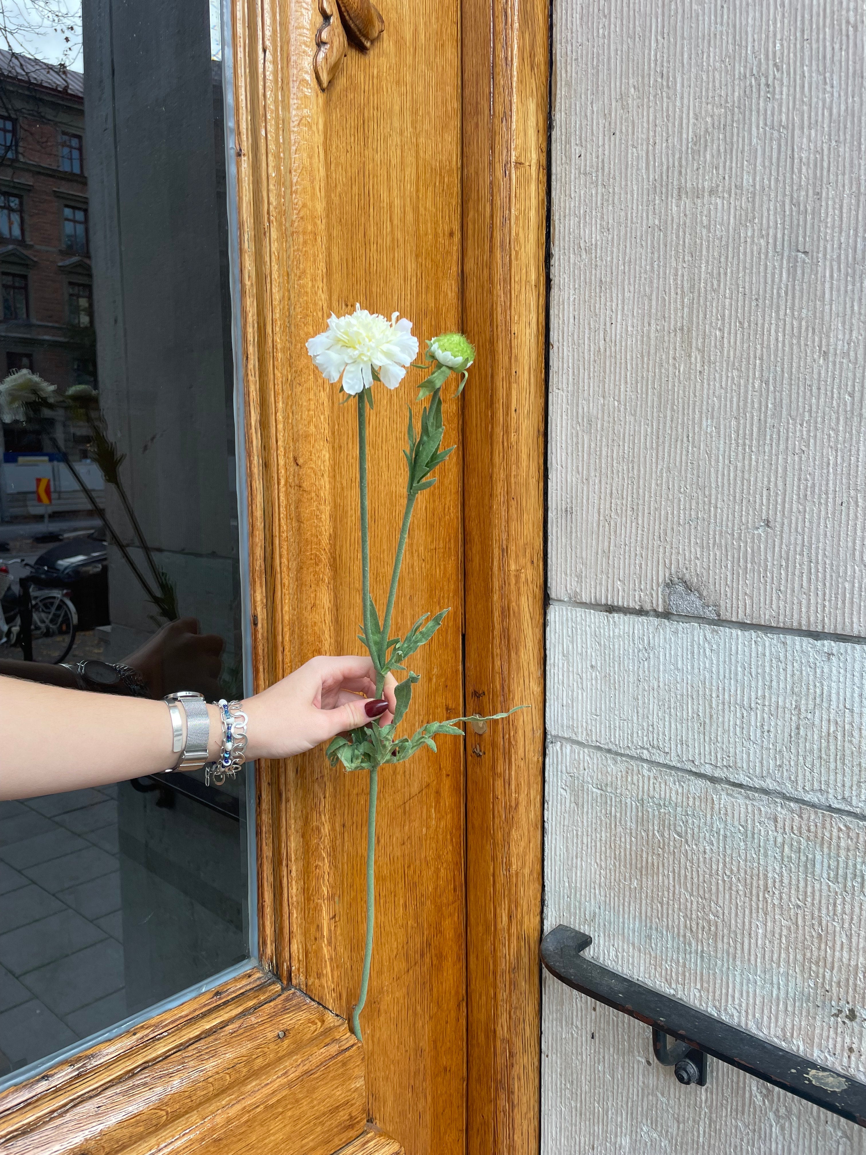 Scabiosa Creme, 70 cm