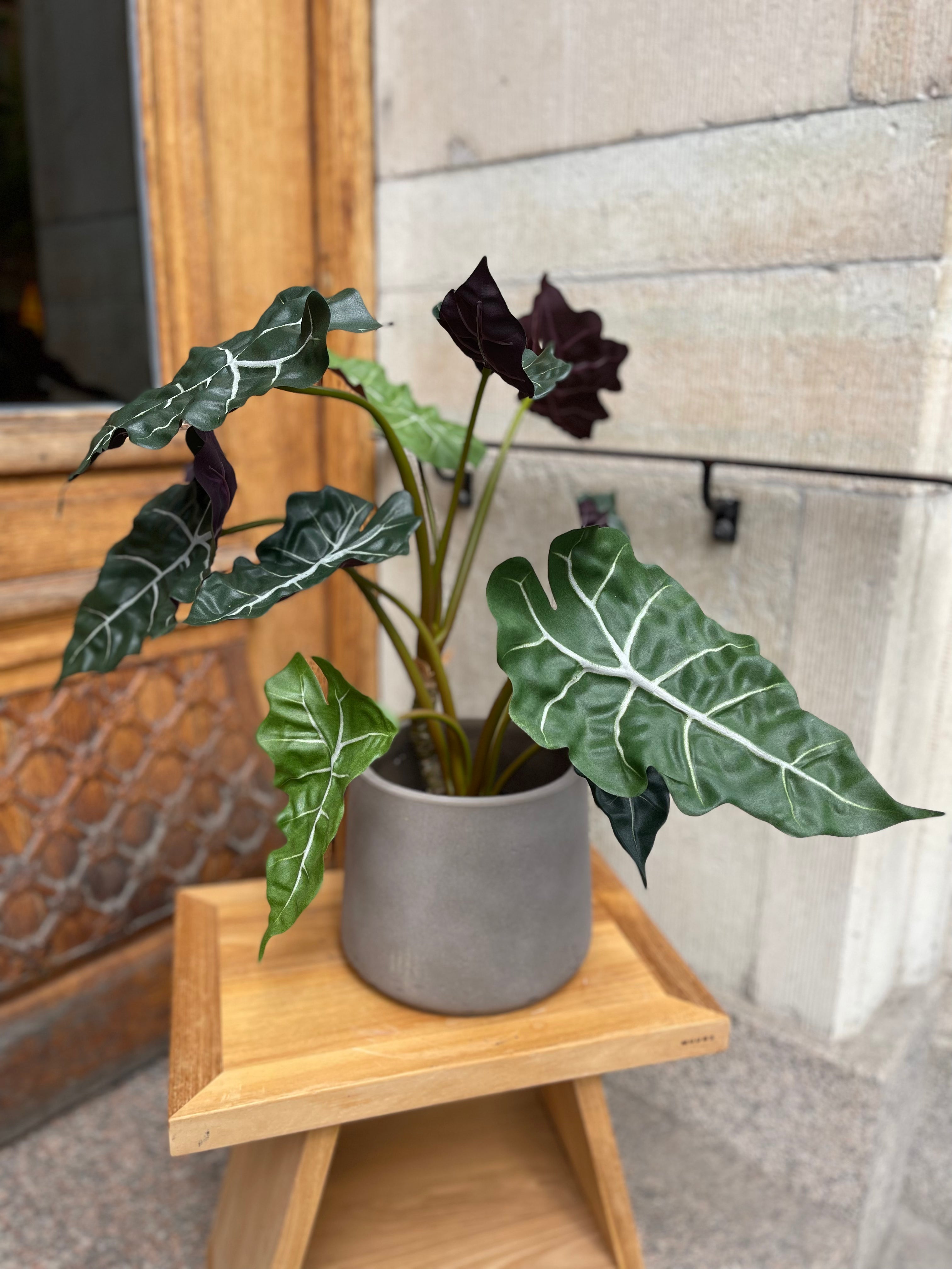 Alocasia 60 cm
