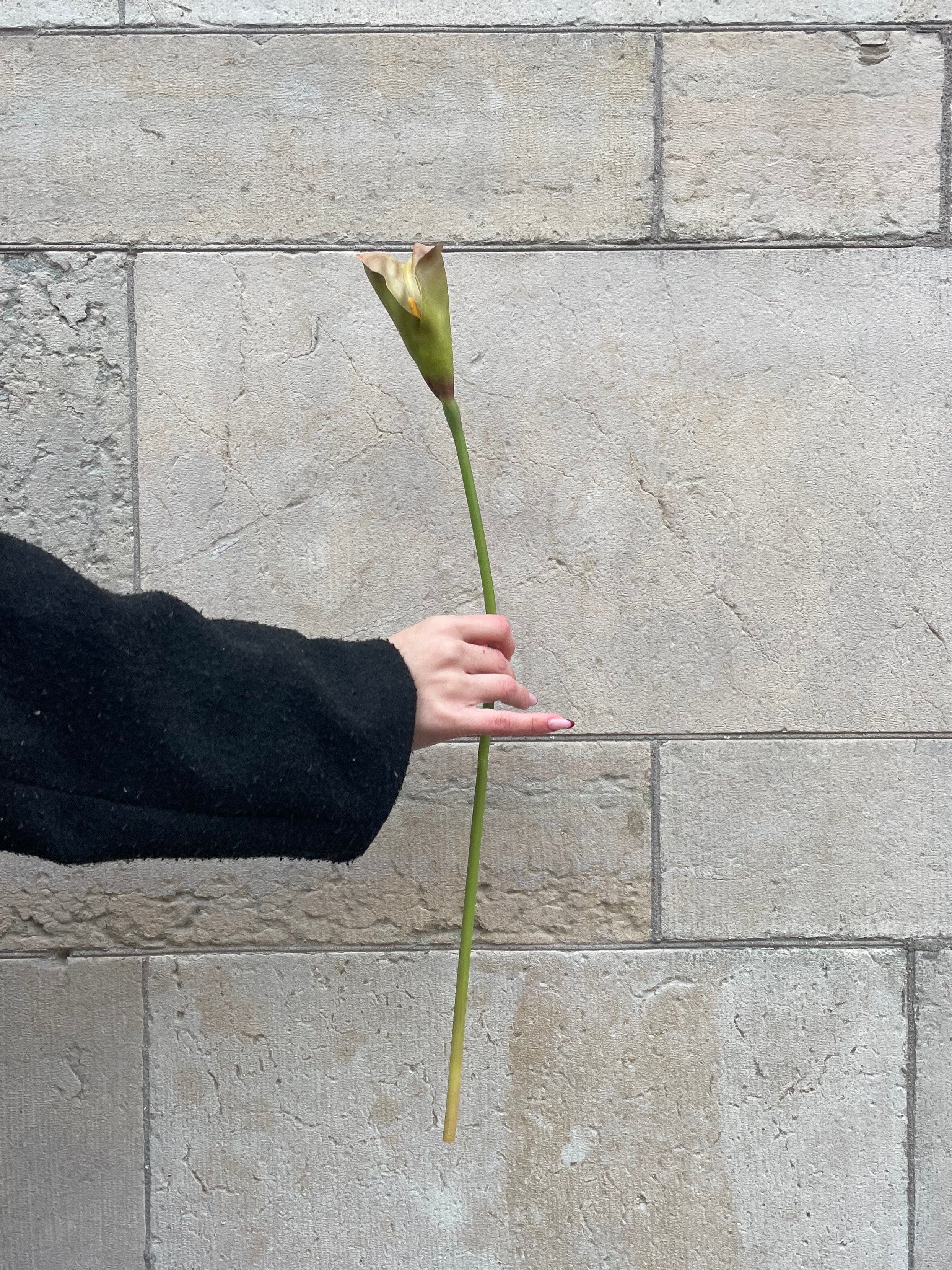 Calla Grön, 60 cm
