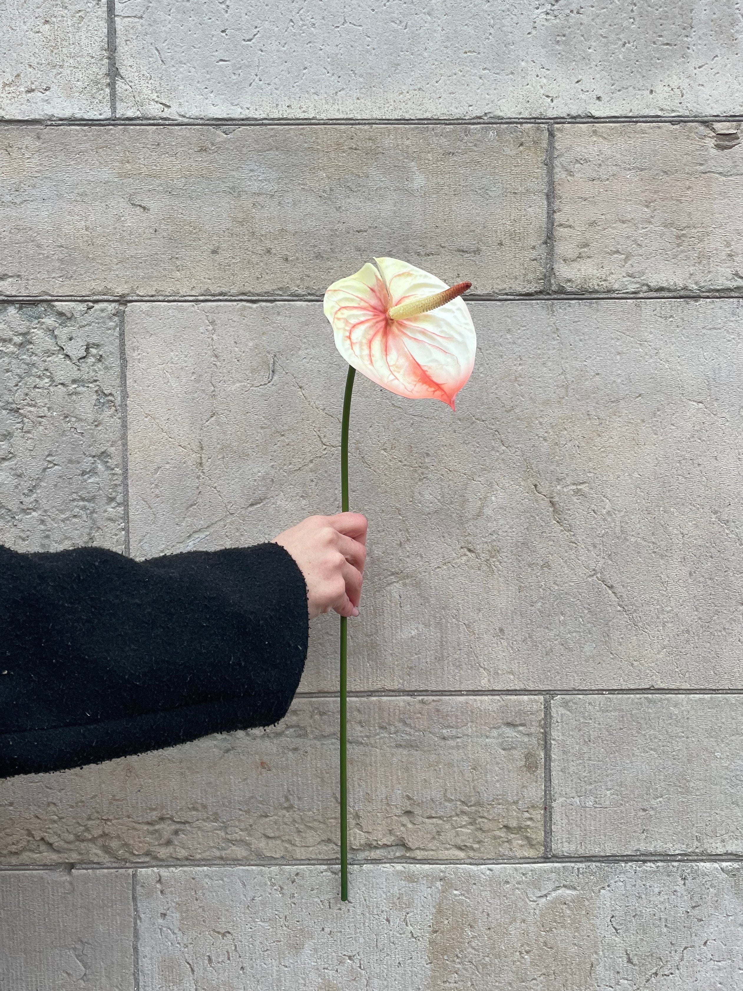 Anthurium Orange/Vit, 60 cm