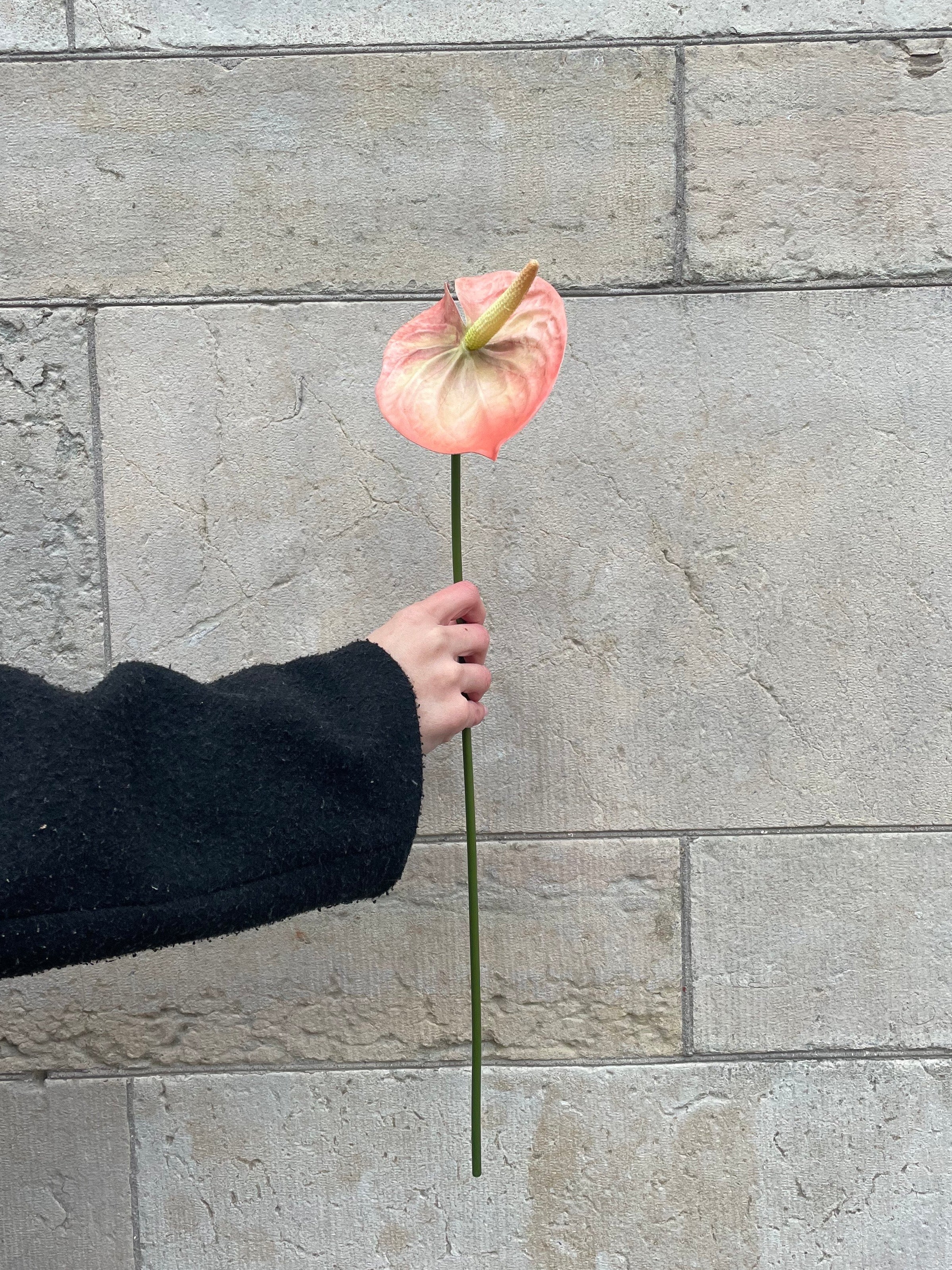 Anthurium Rosa, 60 cm