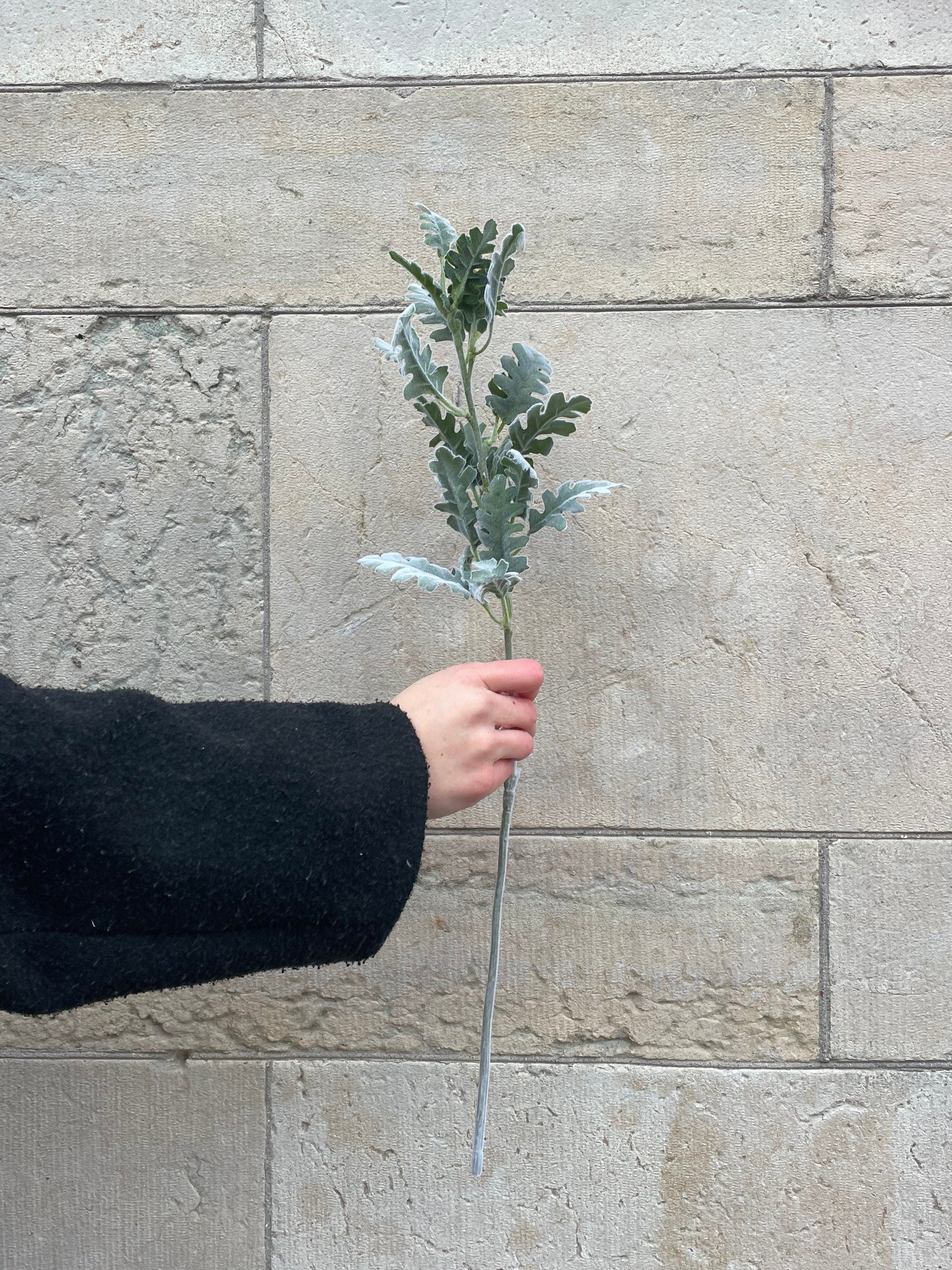 Silverax Grön, 60 cm