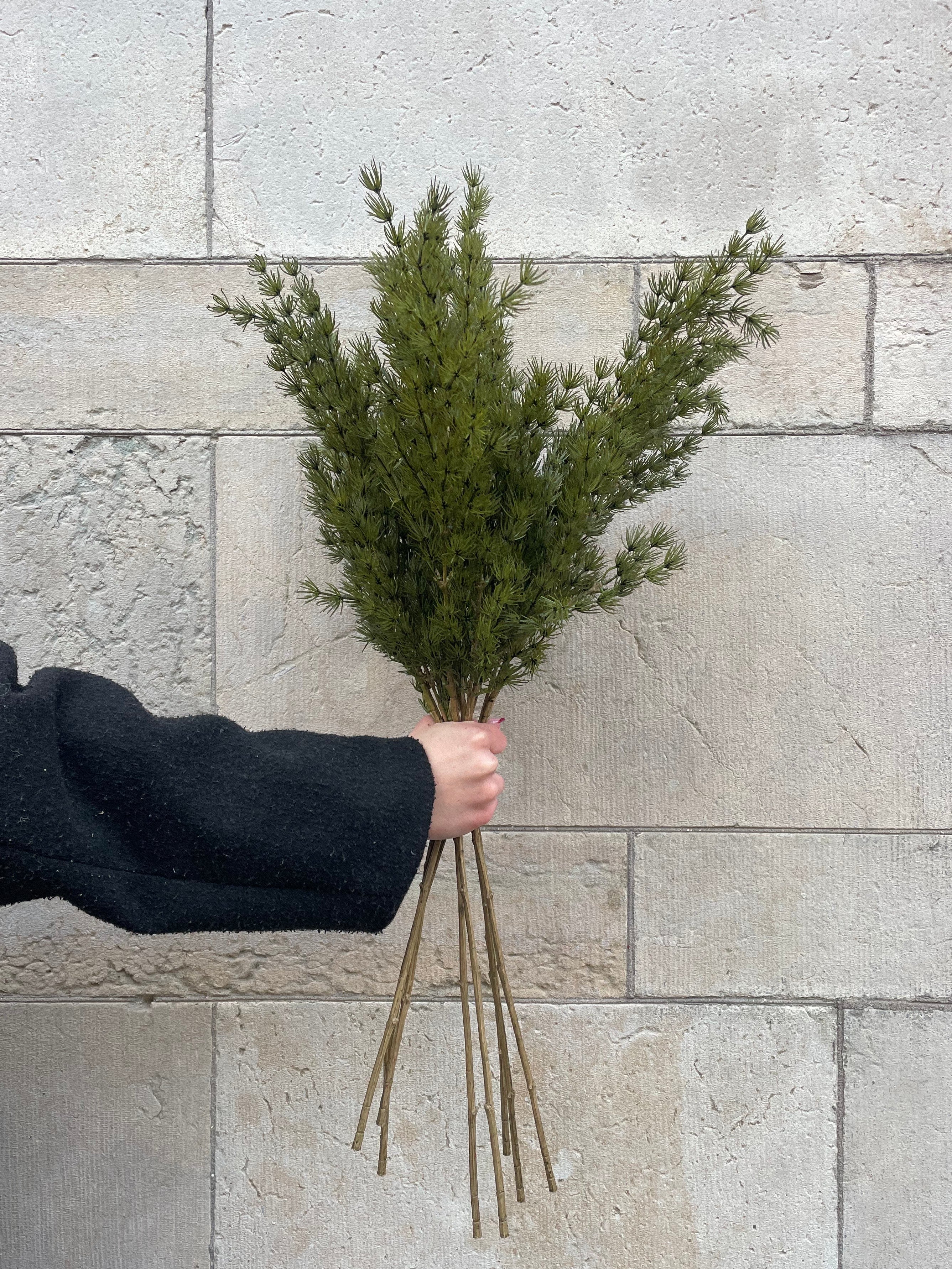 Asparagus Grön, 75 cm