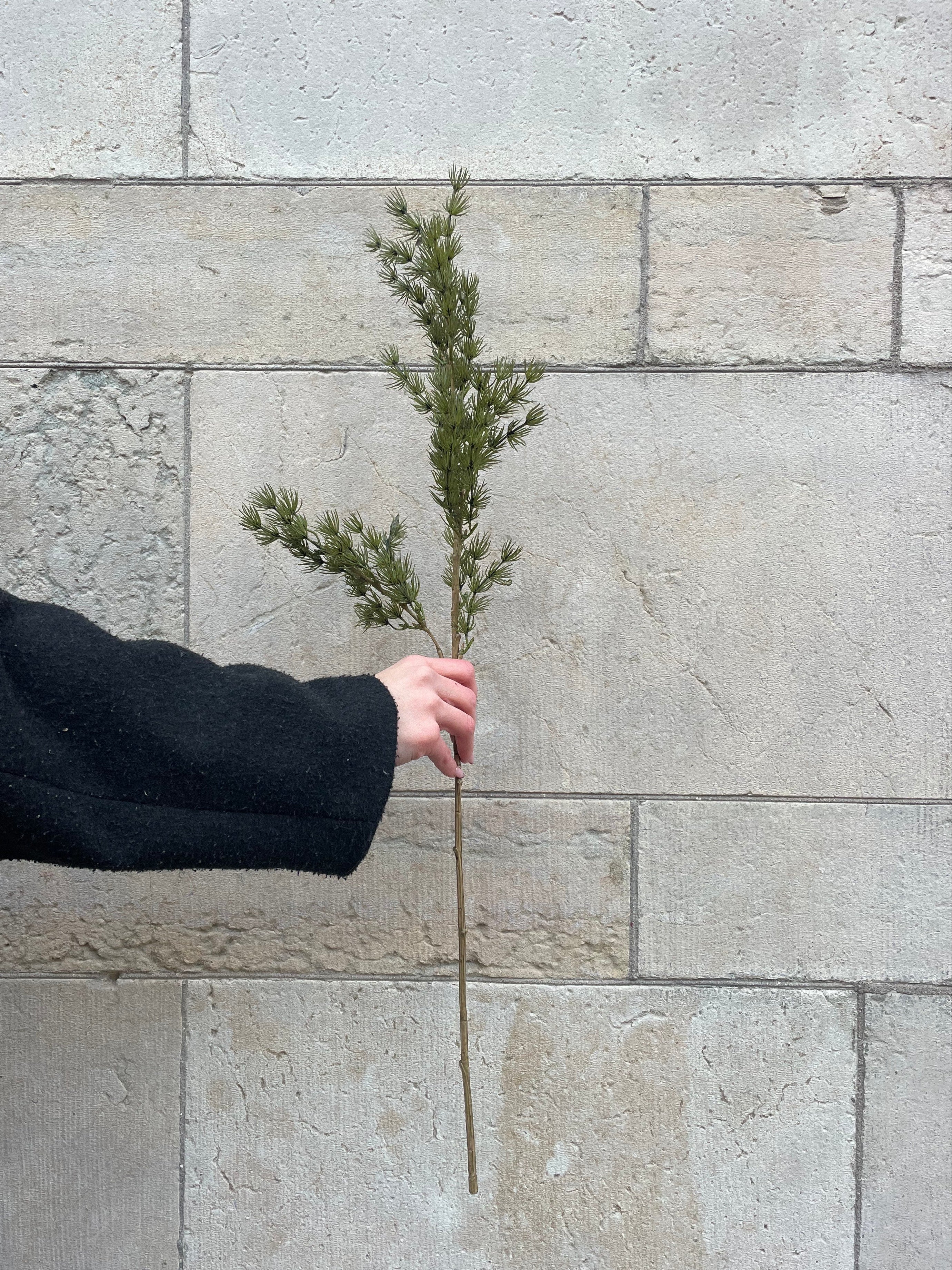 Asparagus Grön, 75 cm