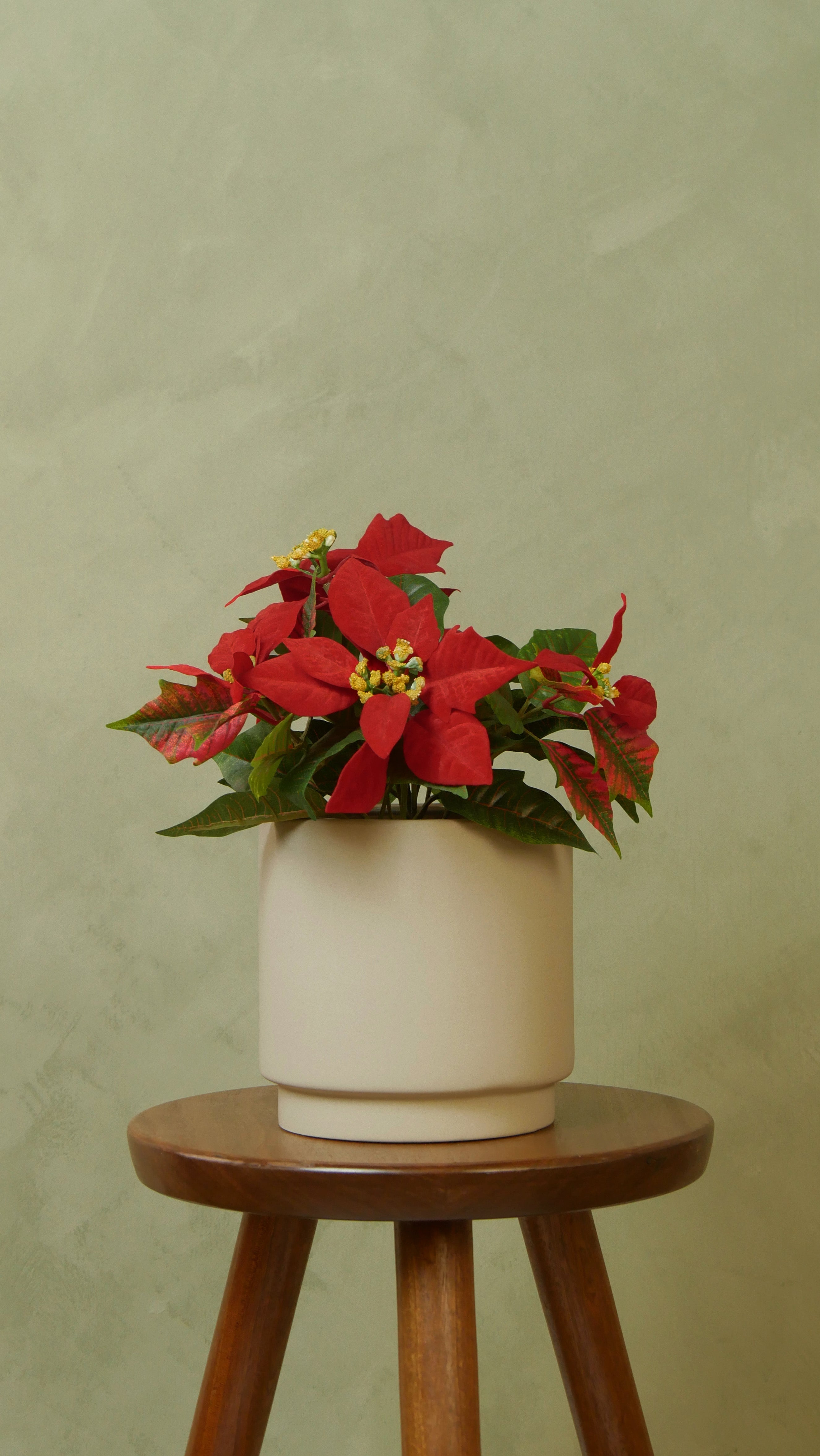 Julstjärna 26-35 cm, röd