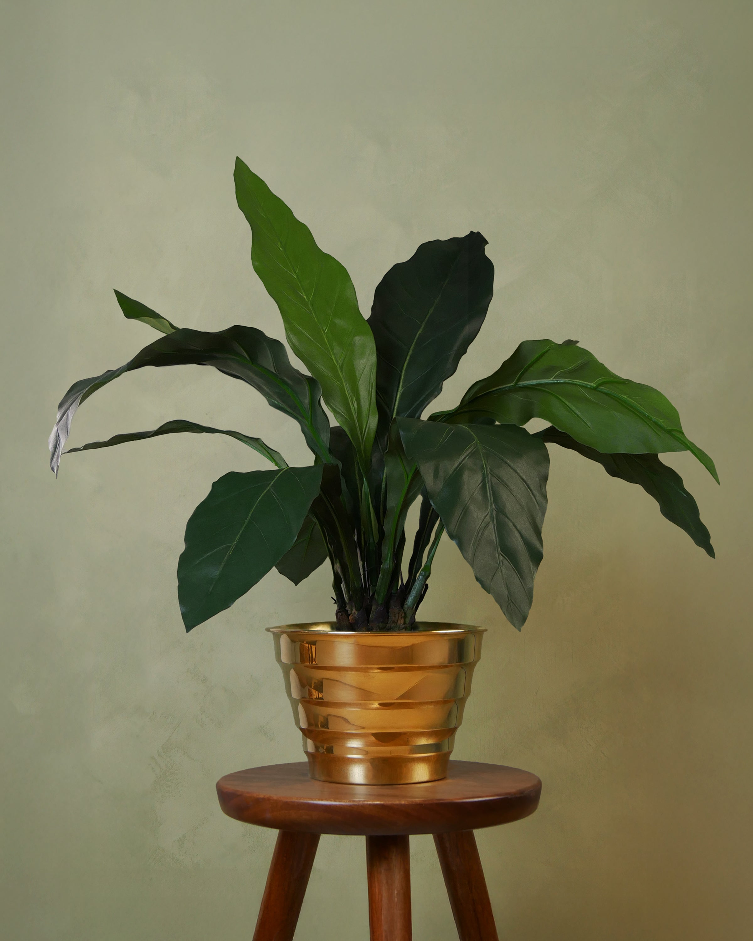 Jungle king 75 cm