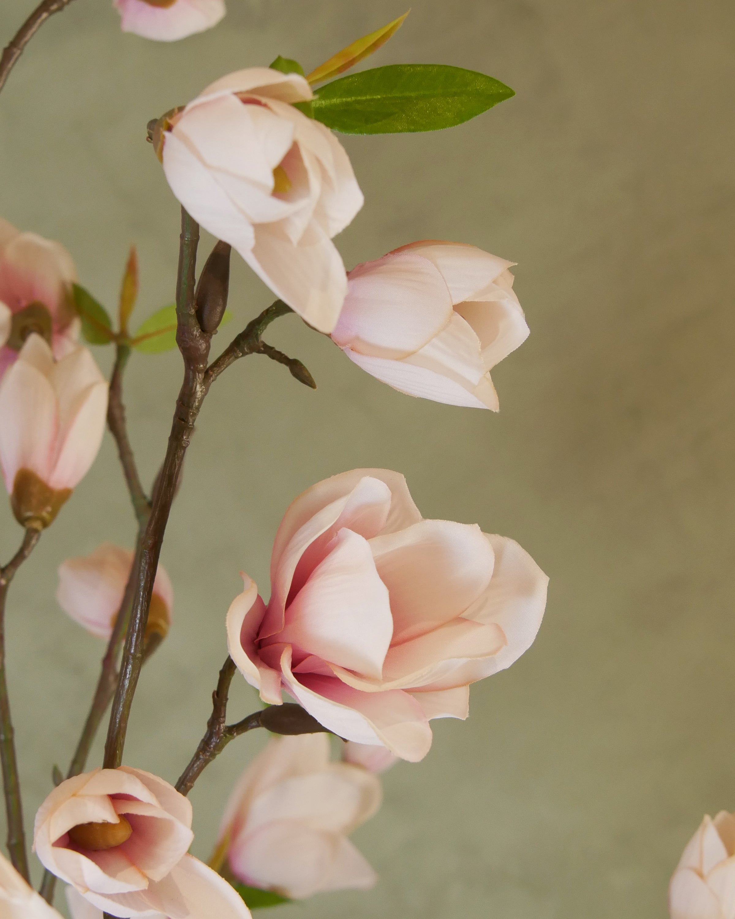 Magnolia 80 cm