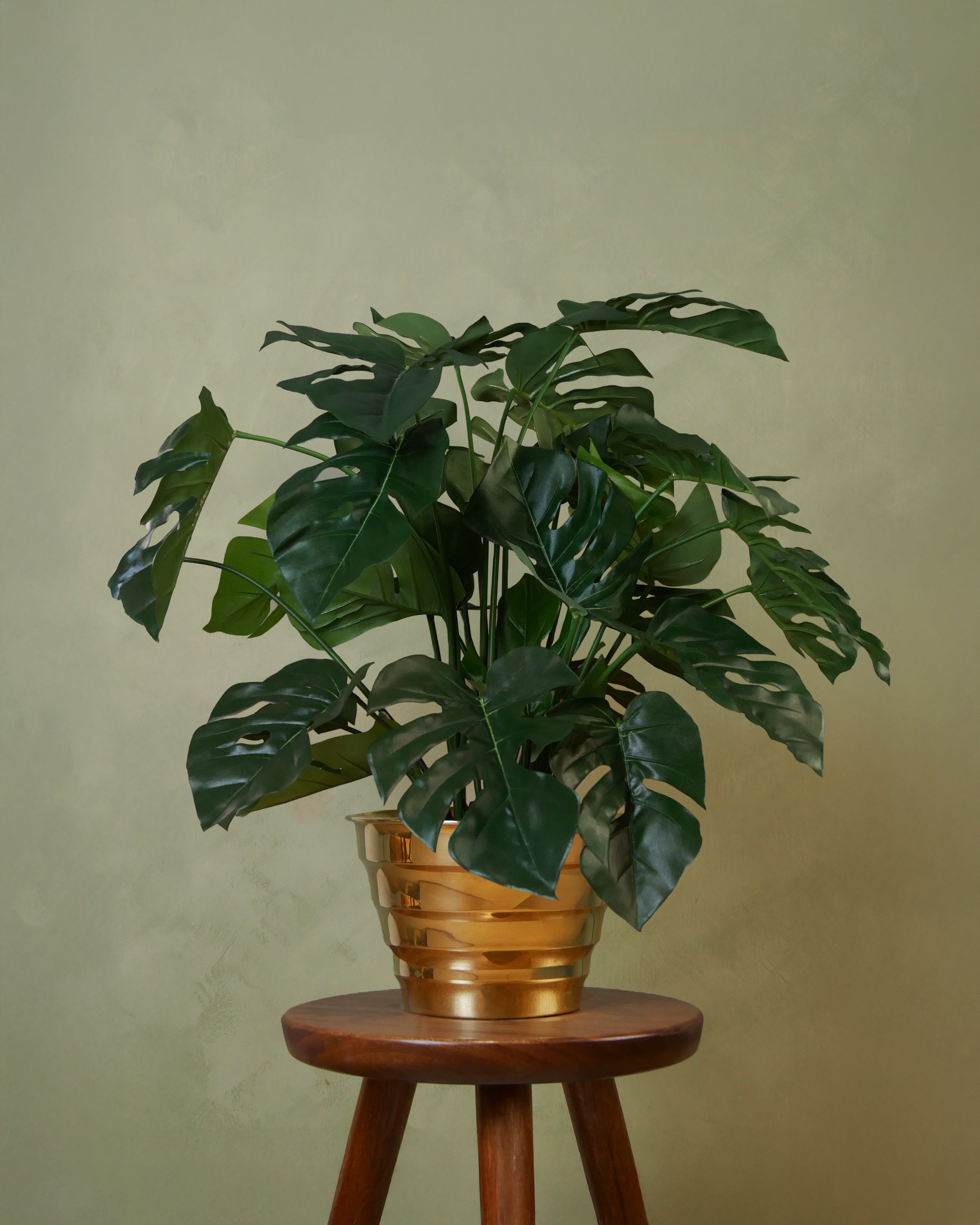 Monstera 72 cm