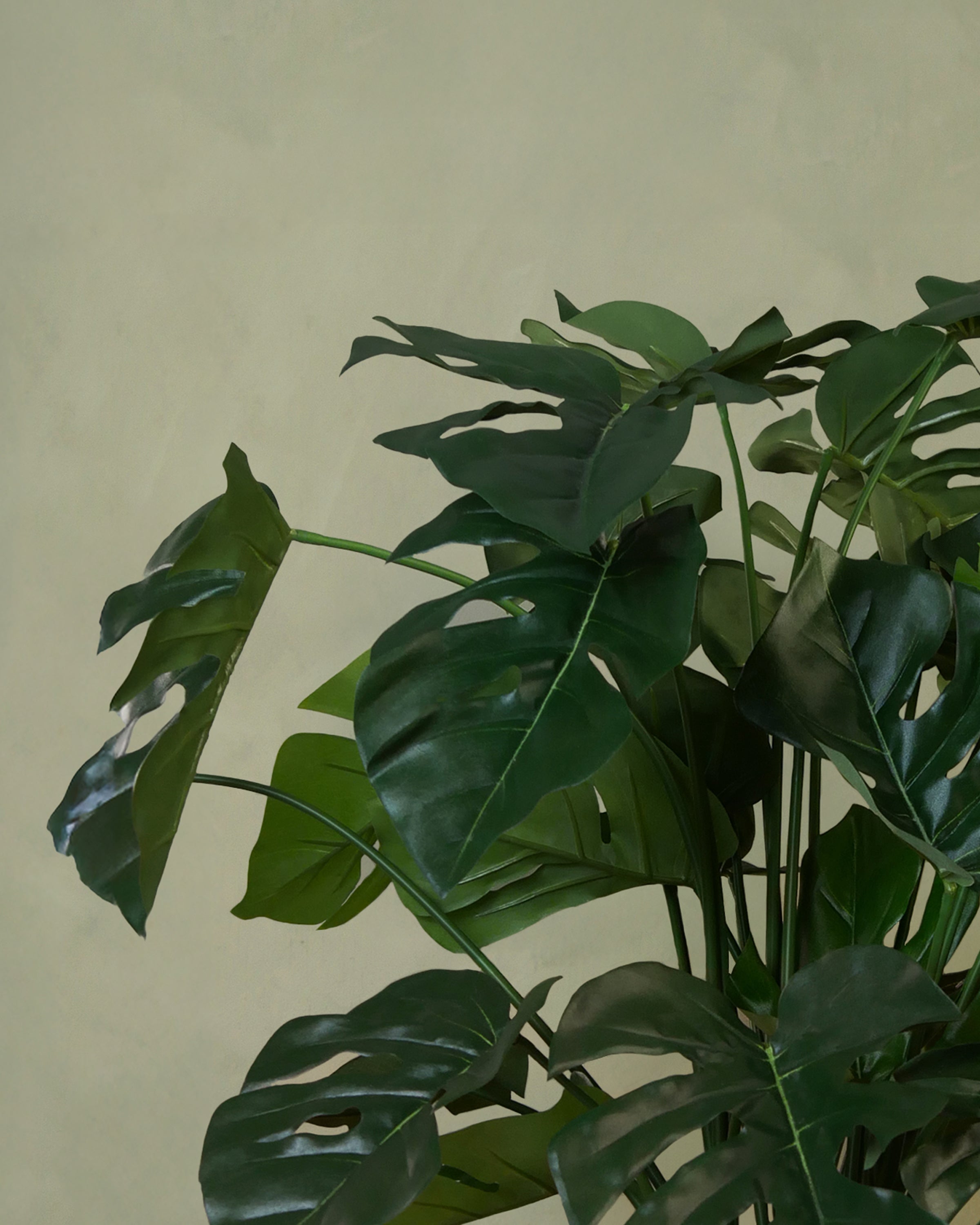 Monstera 72 cm