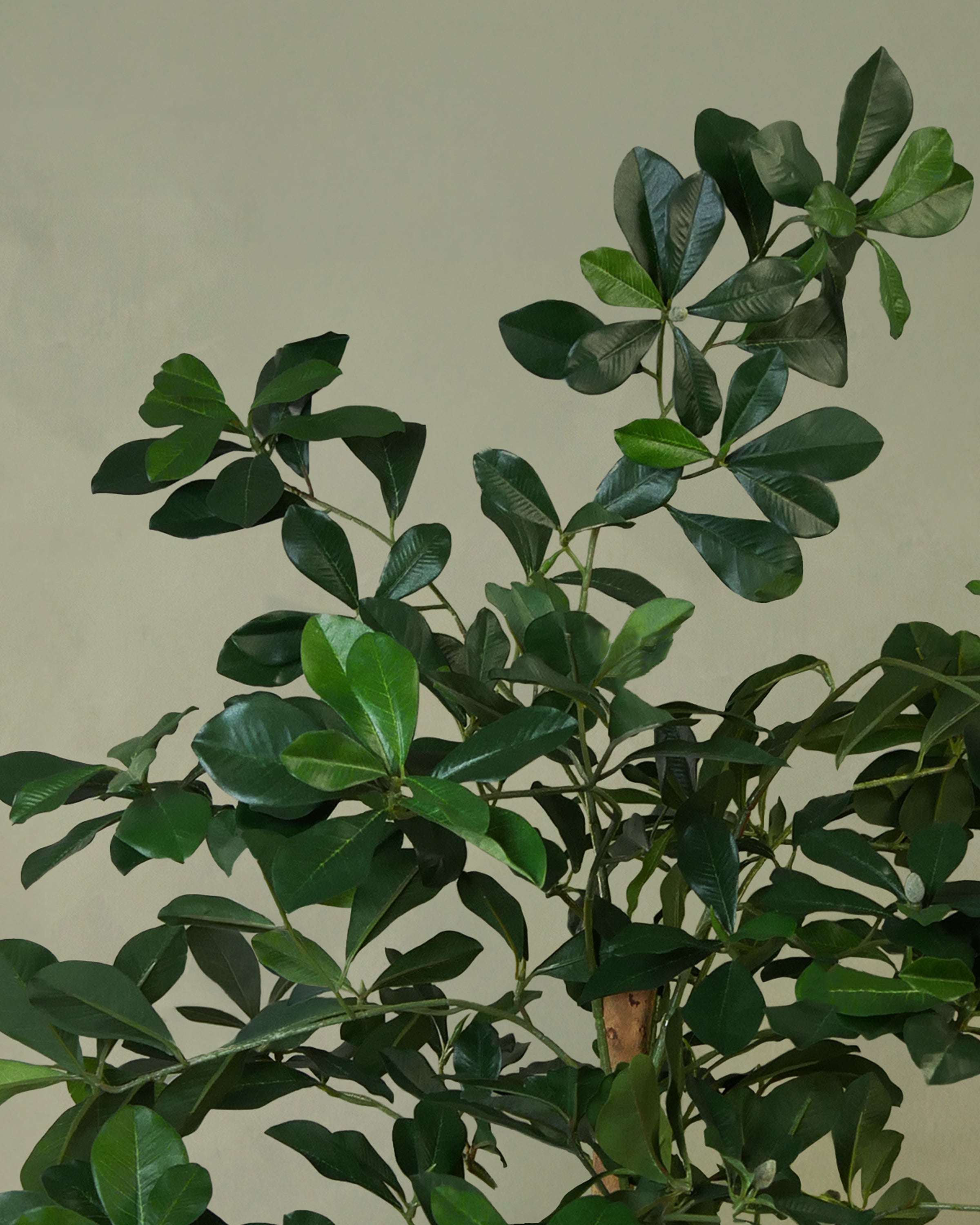 Buxifolia Elfie 60 cm