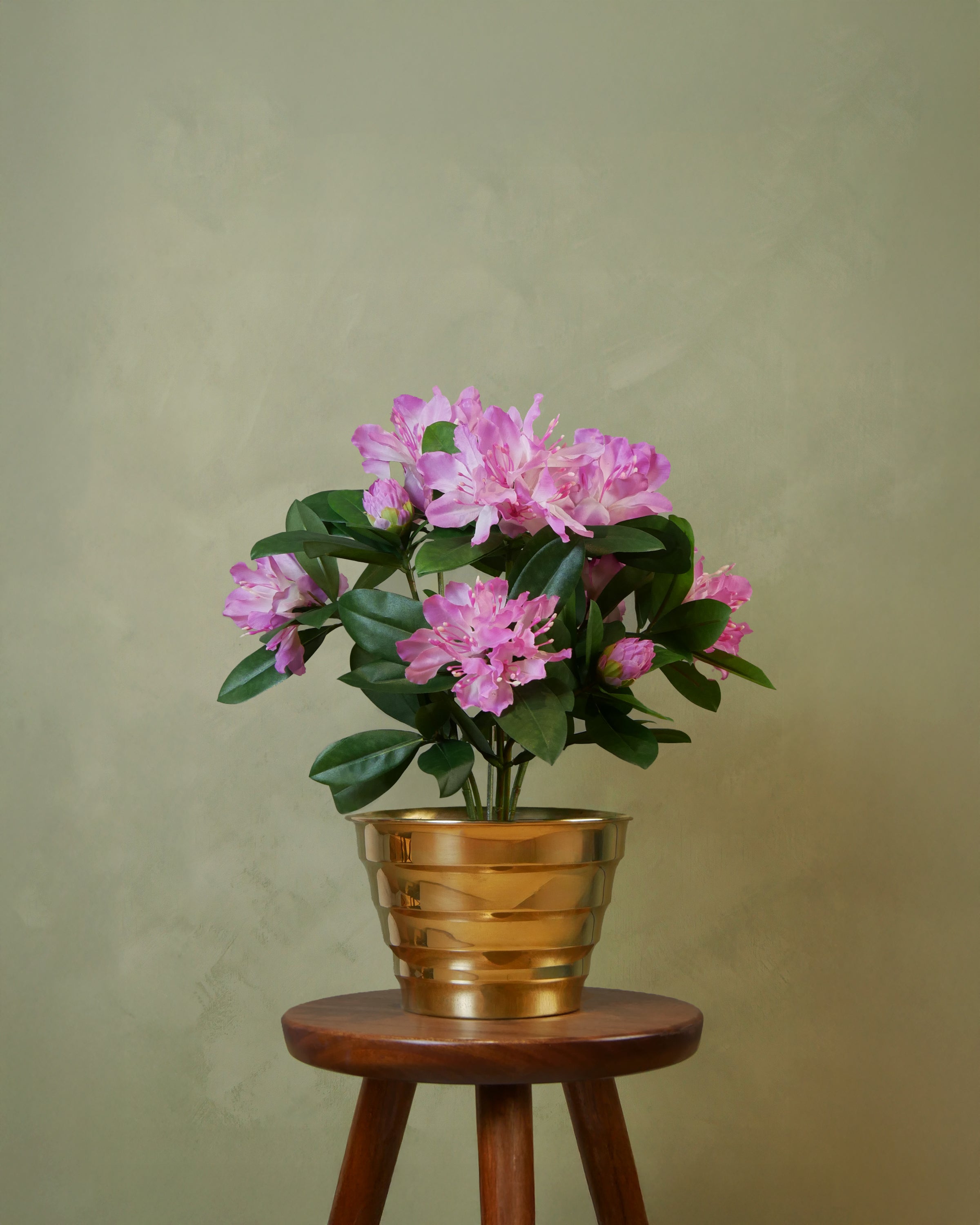 Rhododendron 42 cm, UV