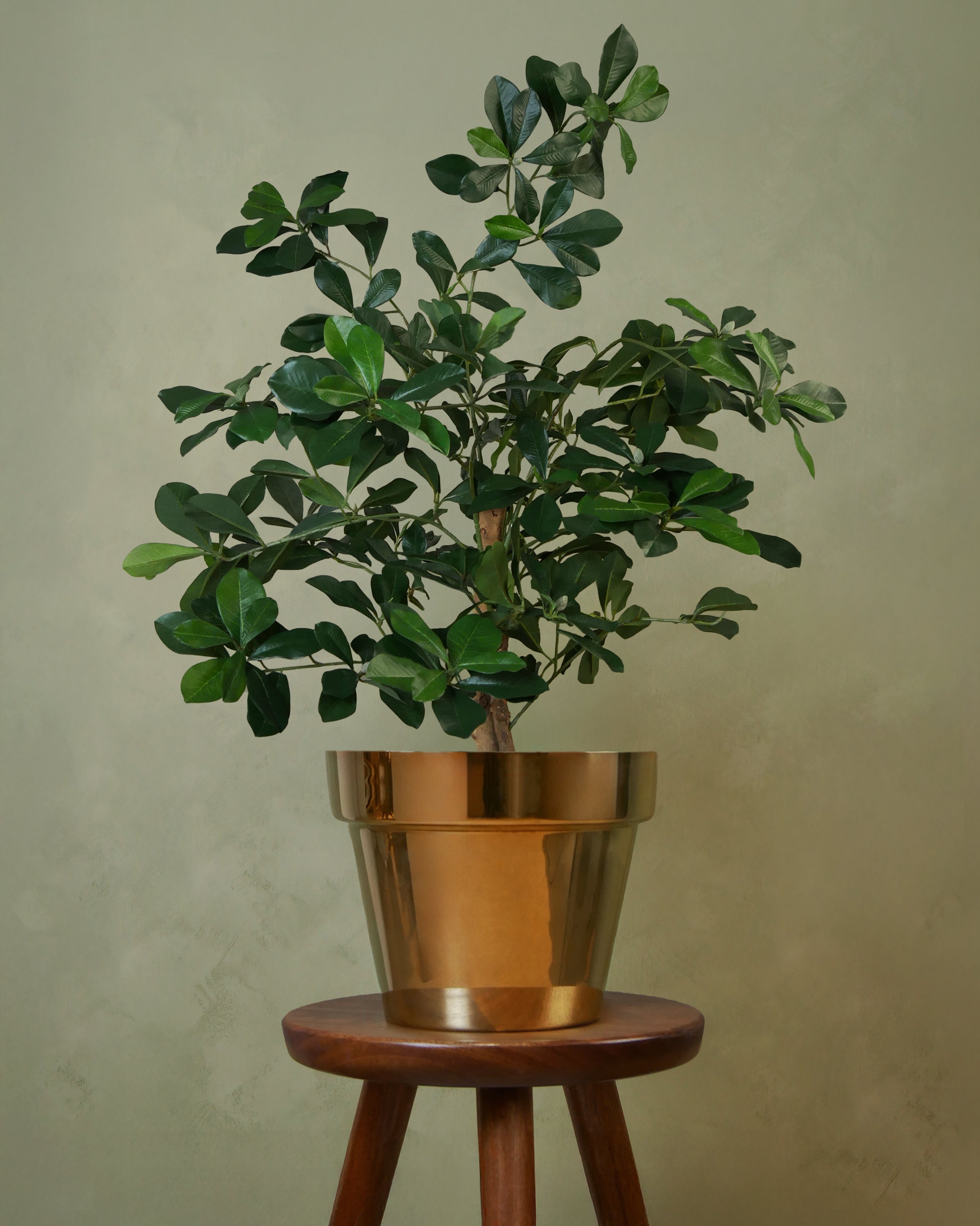 Buxifolia Elfie 60 cm