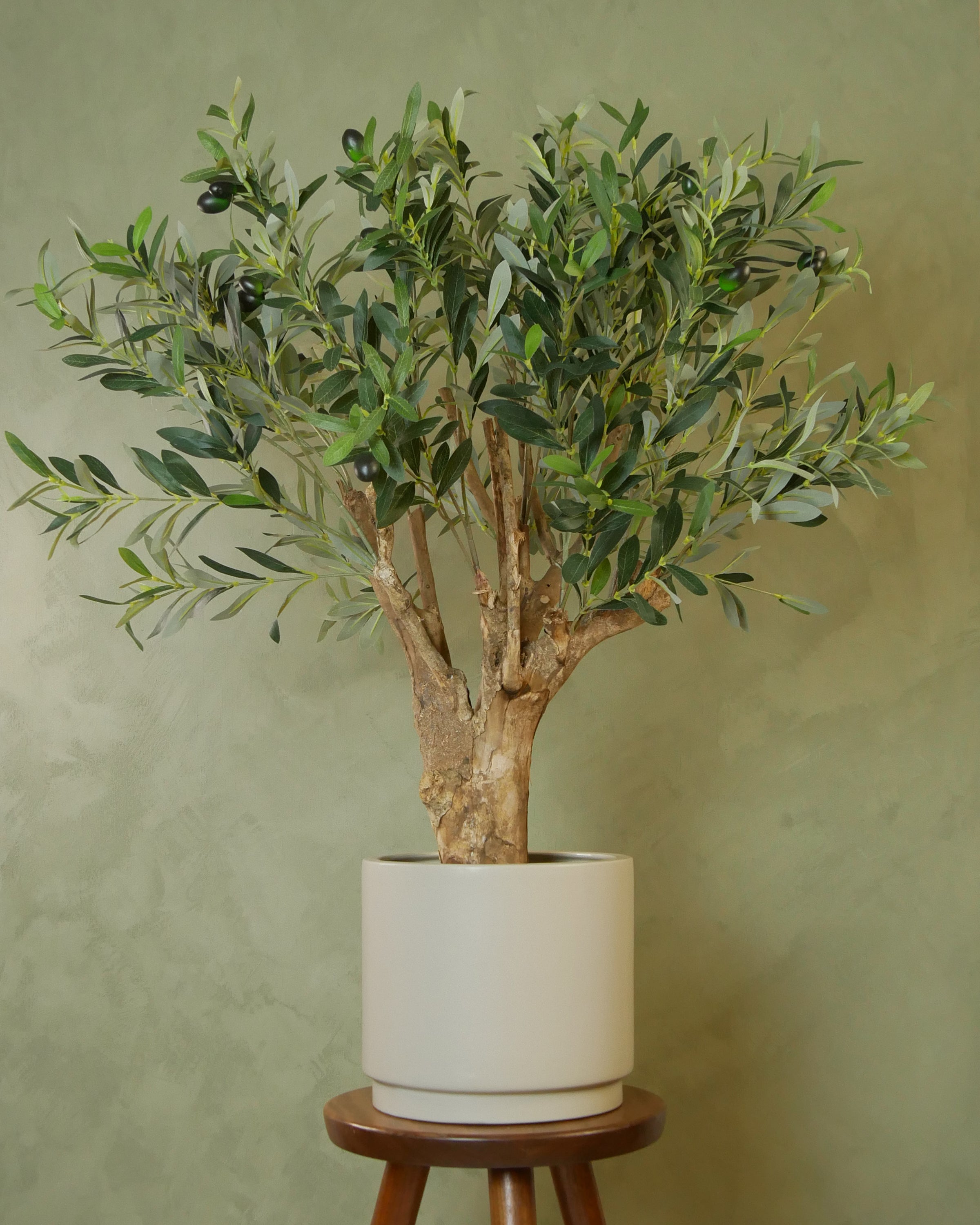 Exklusivt olivträd 90 cm