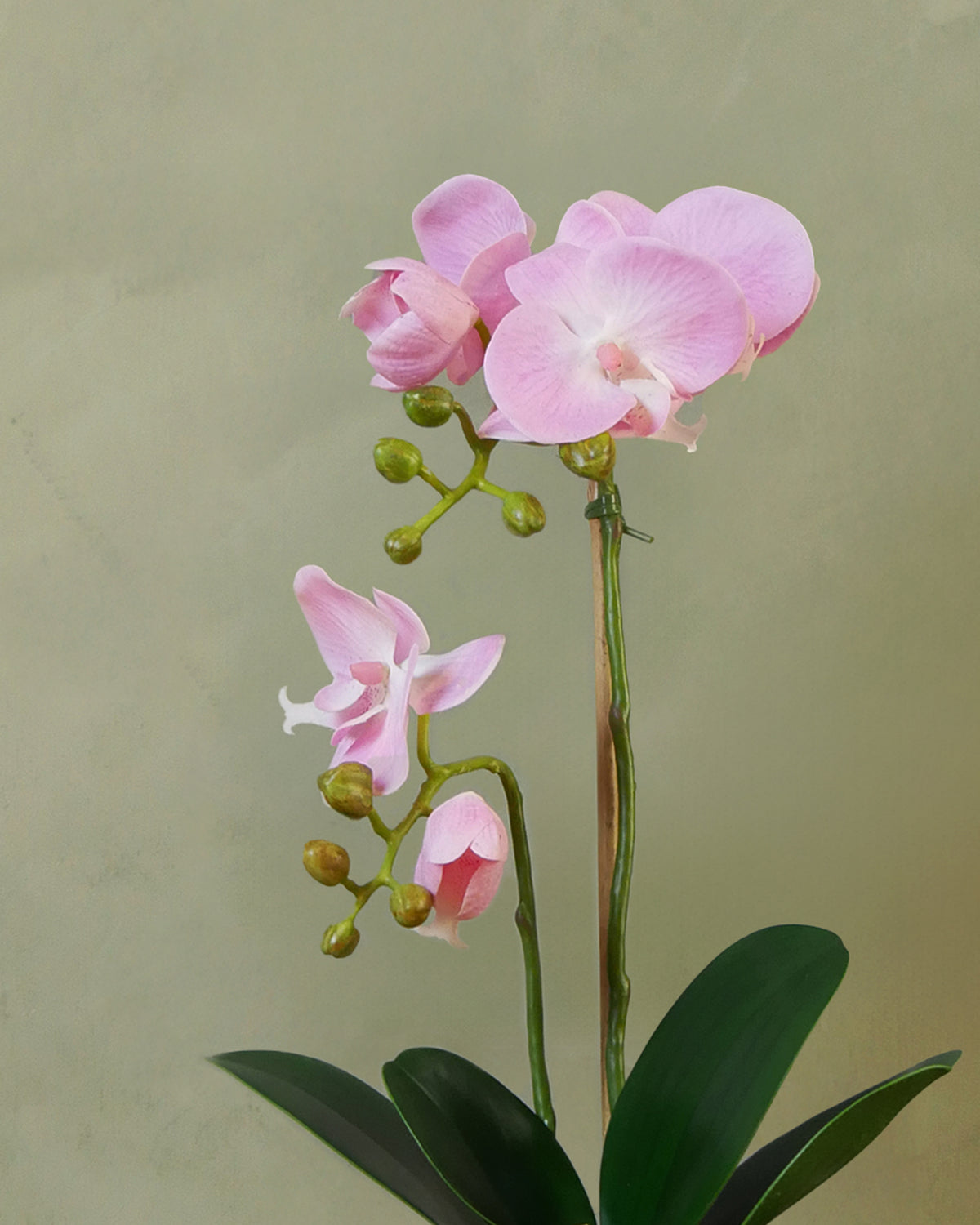 Orgide Orkidé i kruka Ljusrosa 45 cm