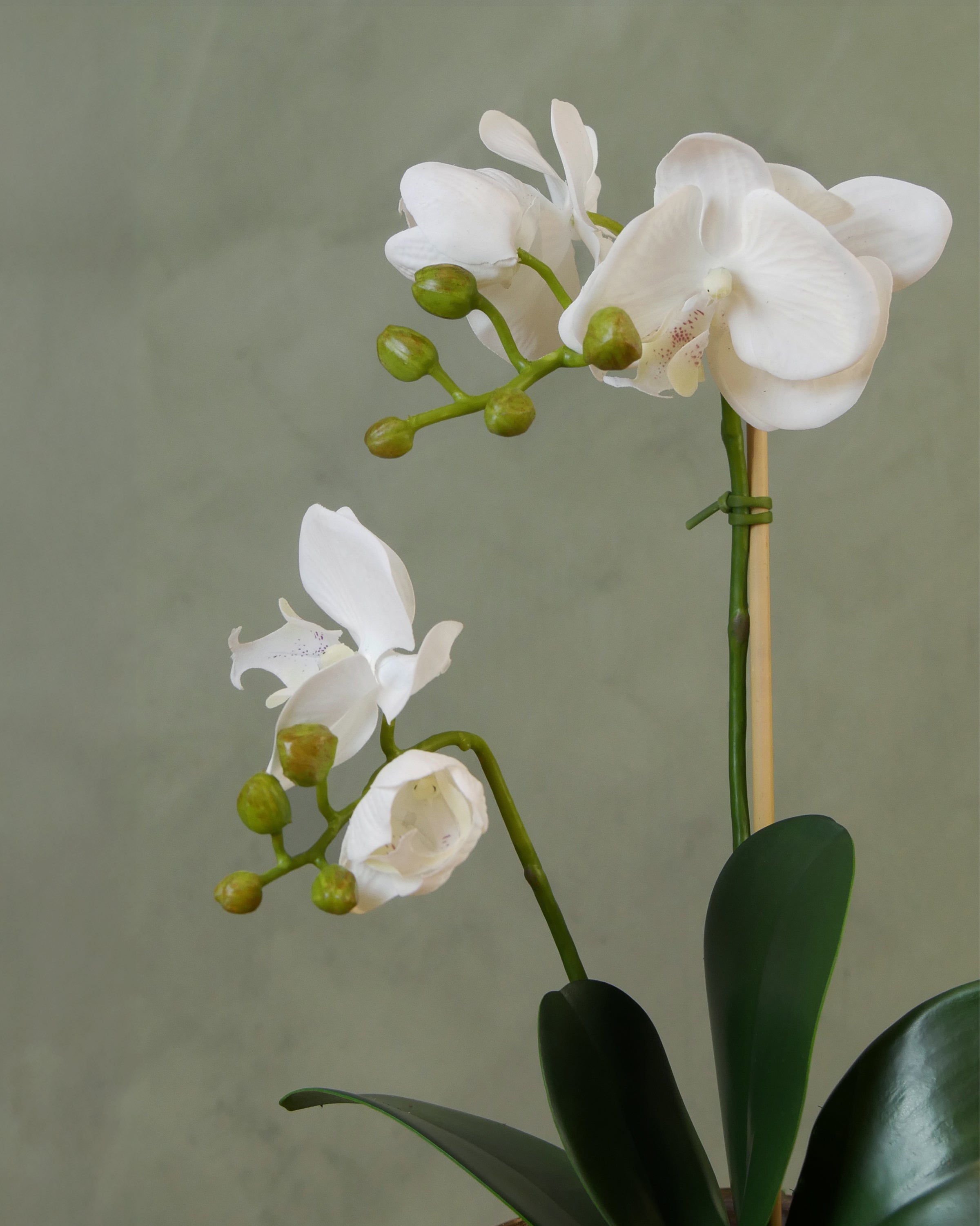 Orchid in pot 45 cm, white