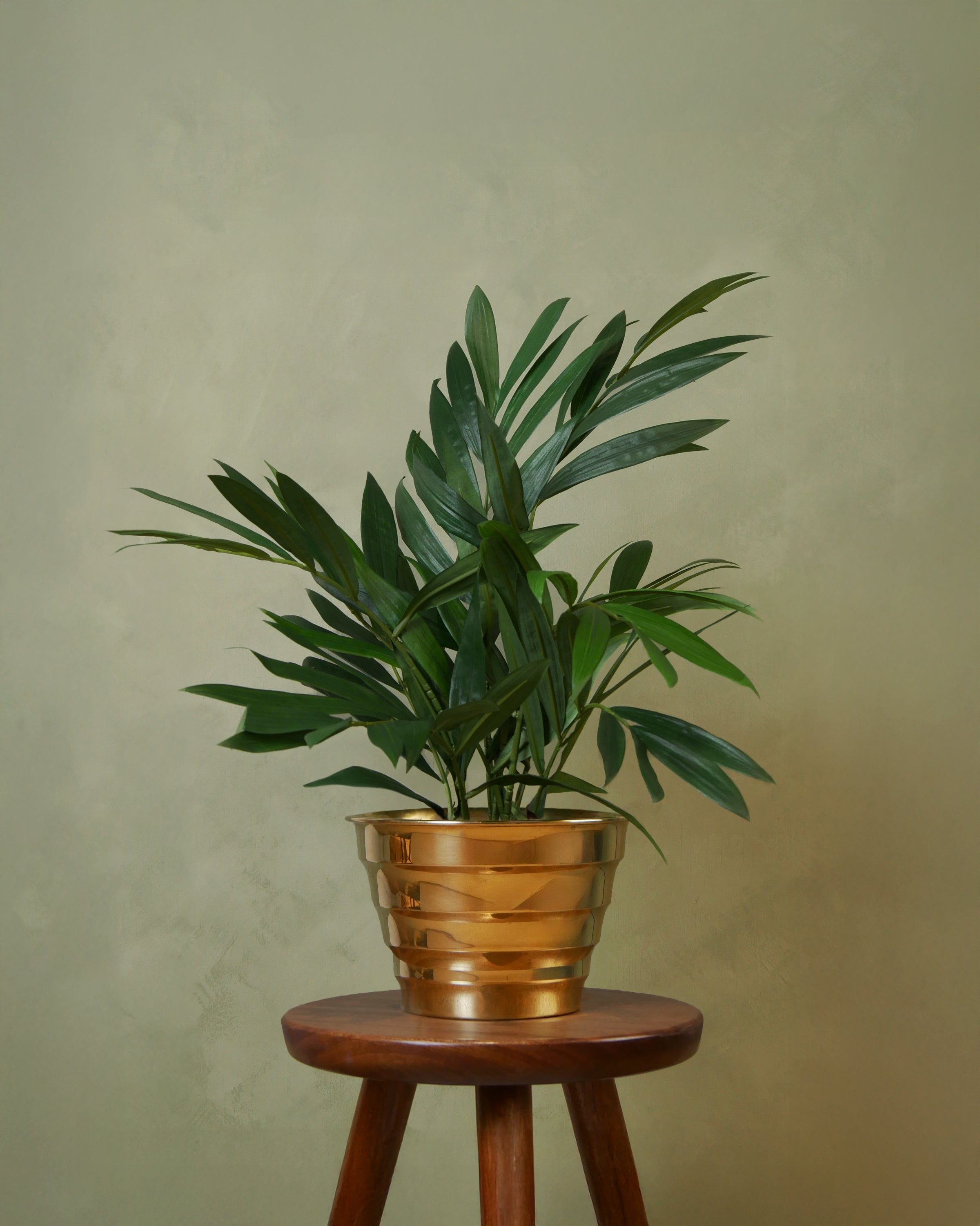 Parlour palm UV 45 cm