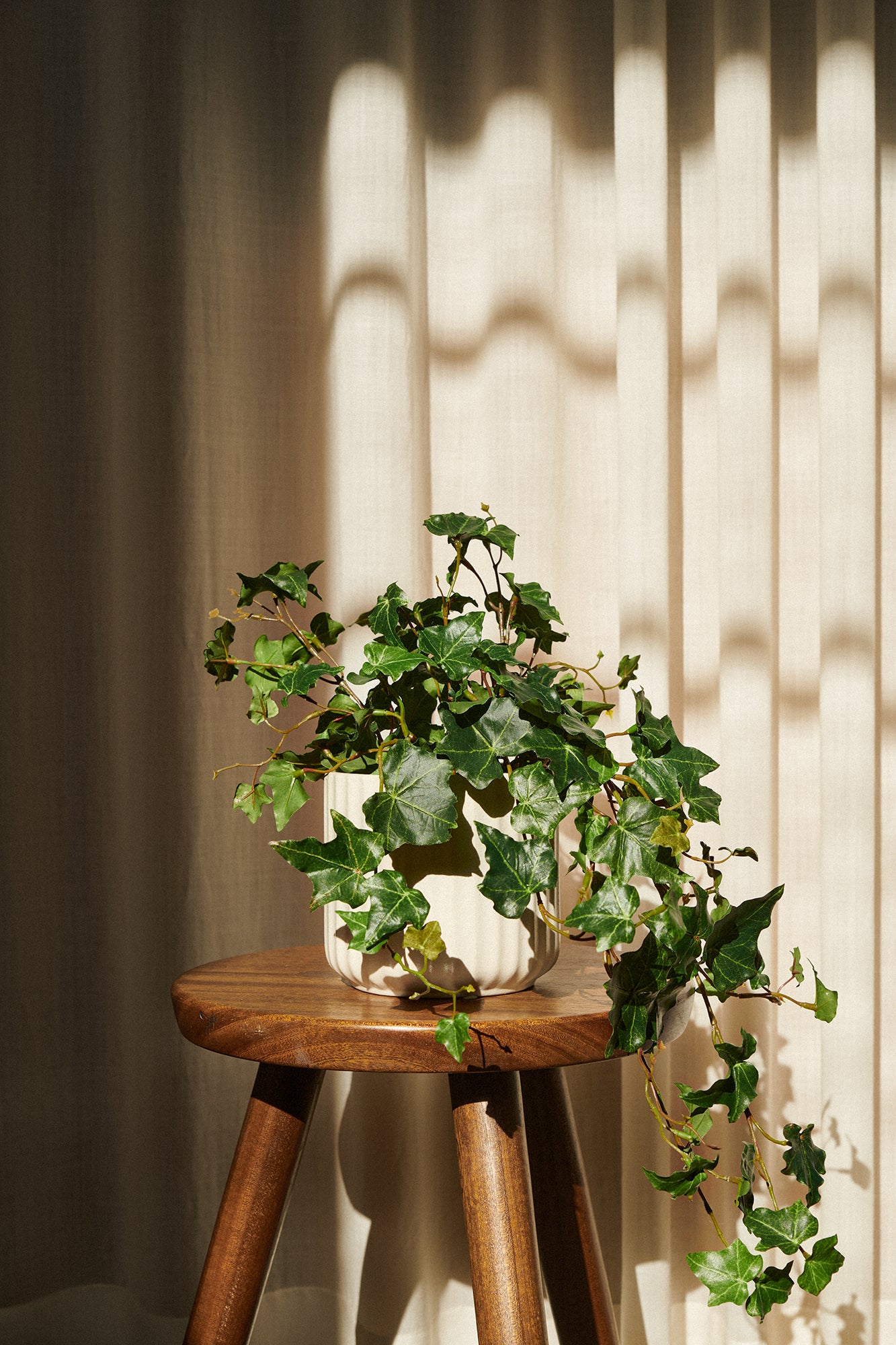 Murgröna i kruka 55 cm