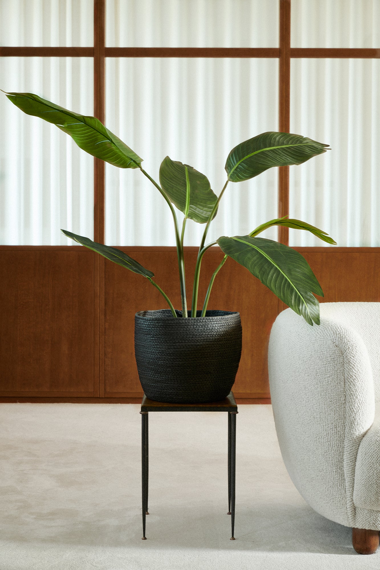 Travellers palm 135 - 195 cm