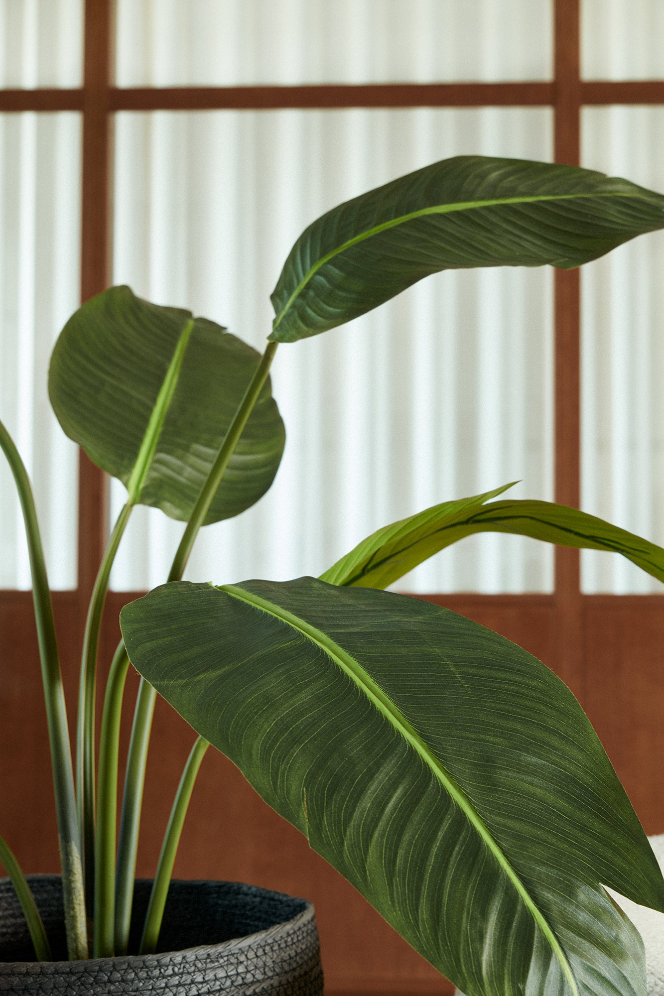 Travellers palm 135 - 195 cm