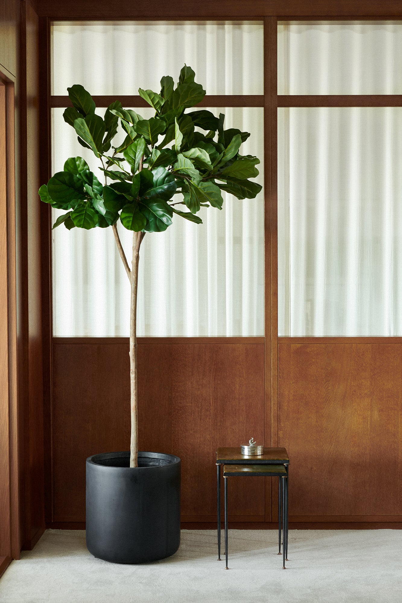 Fikus toppboll-träd UV 210 cm