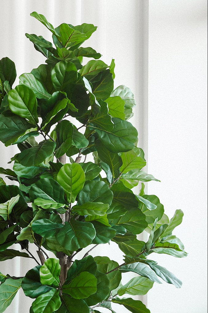 Fikus lyrata träd 210 cm