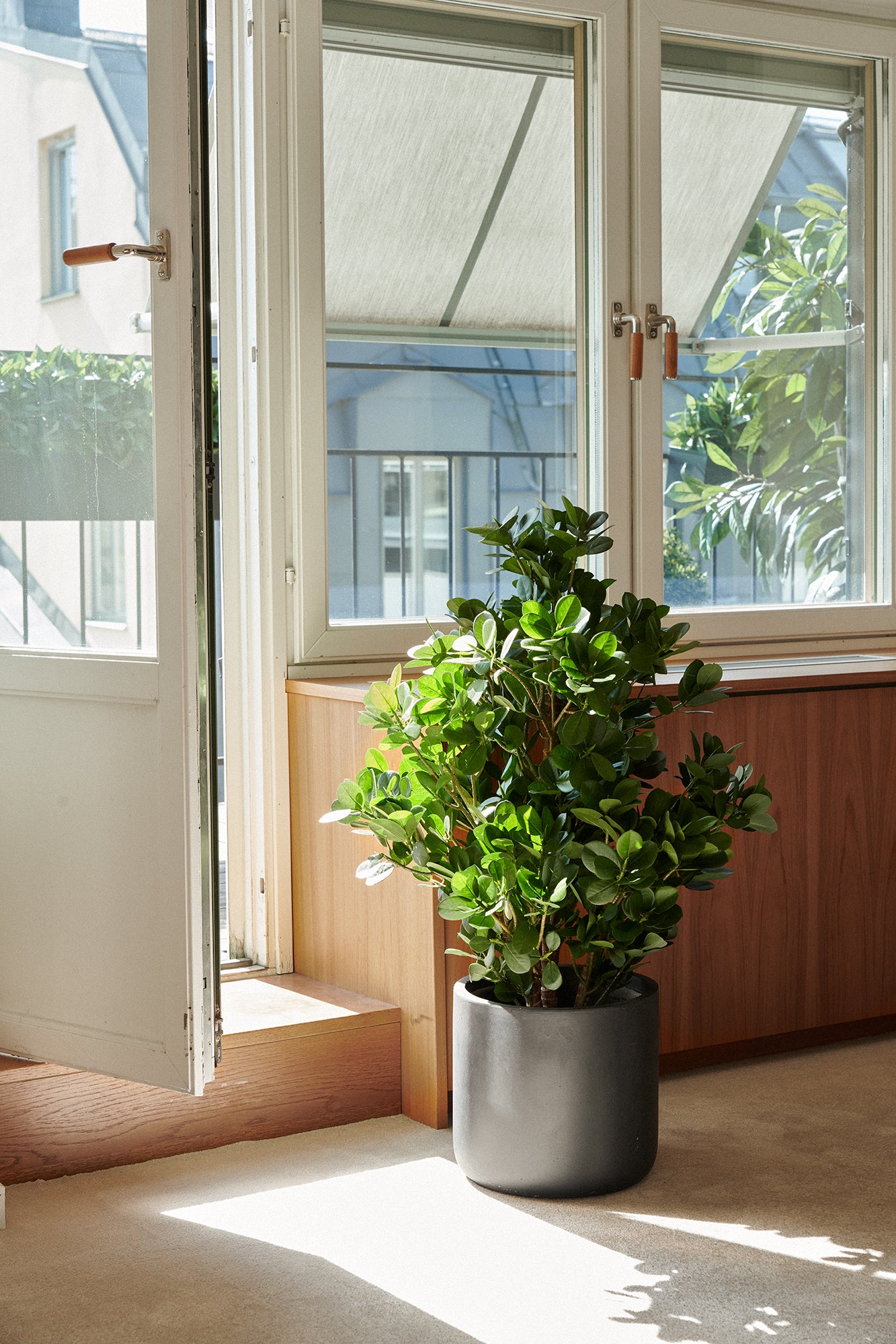 Fikus panda träd UV 80-110 cm