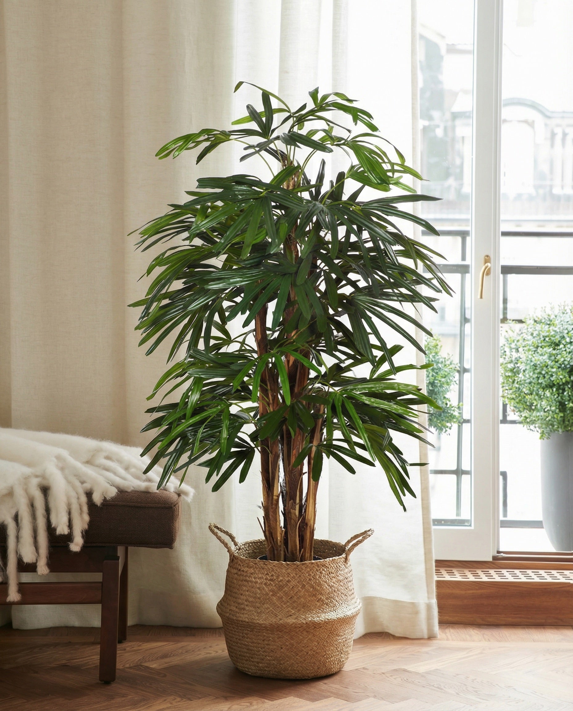 Rhapispalm 100 - 170 cm