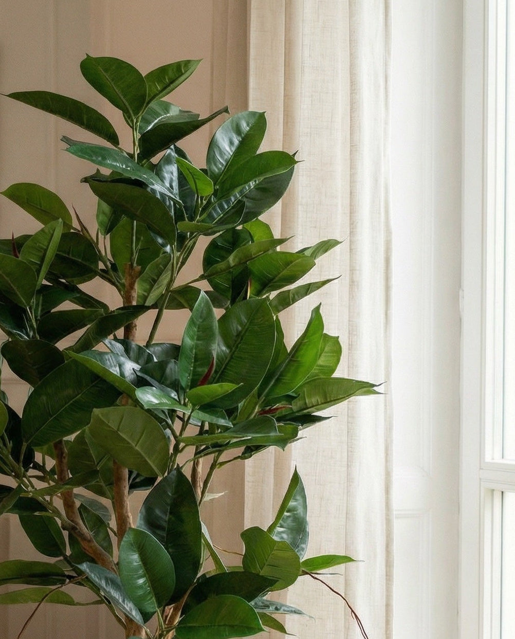 Robusta träd 120 - 170 cm