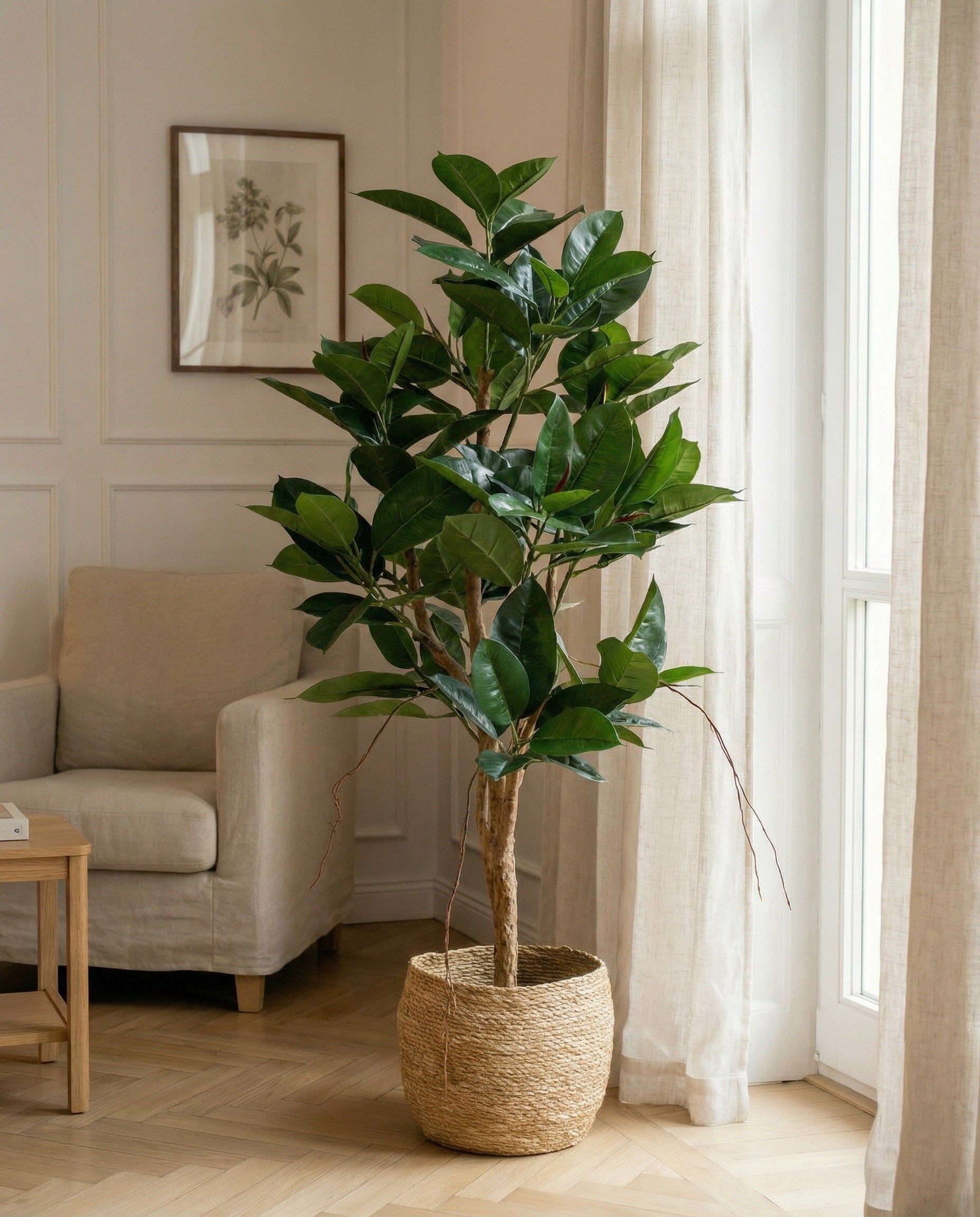 Robusta träd 120 - 170 cm