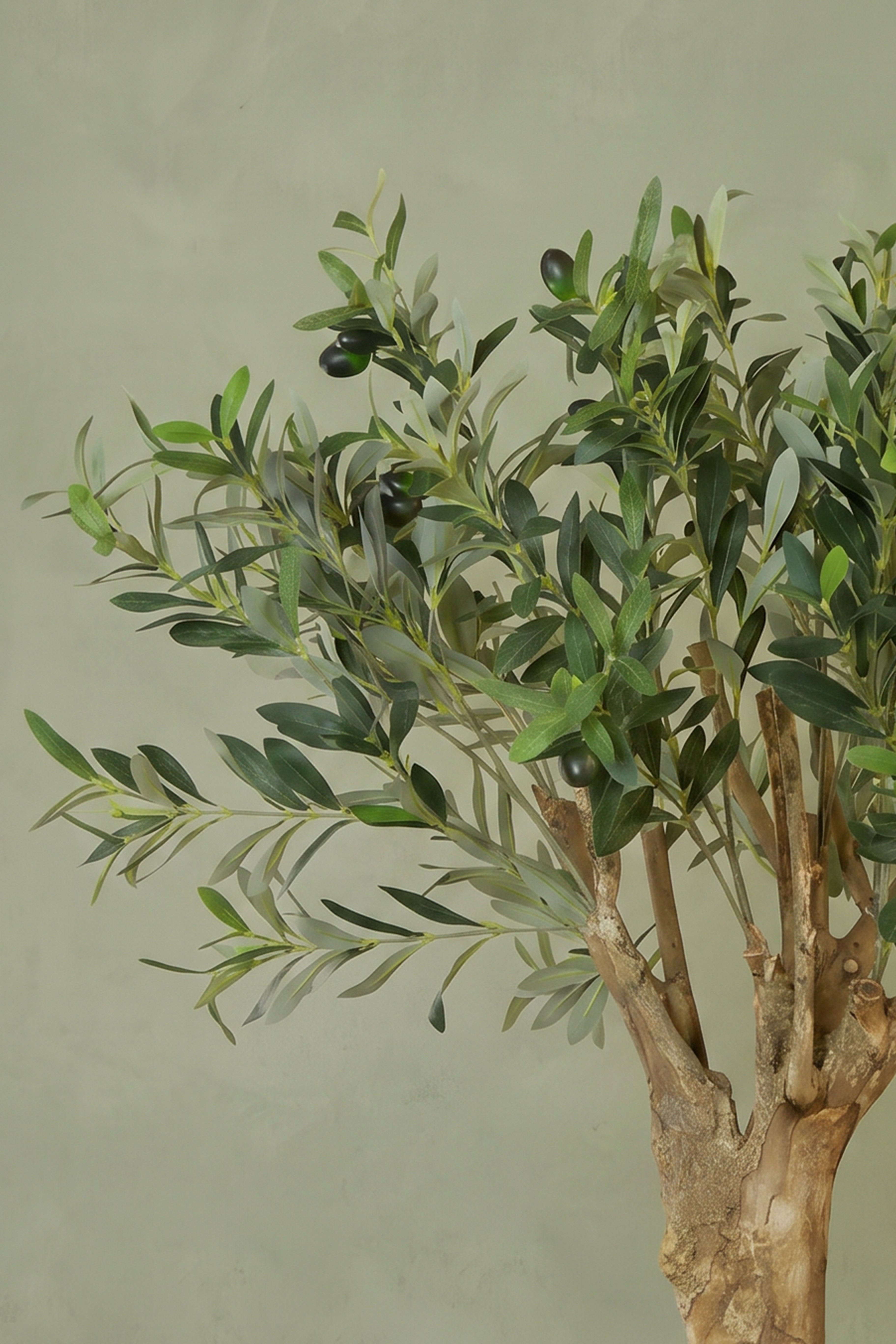 Exclusive olive tree 90 cm