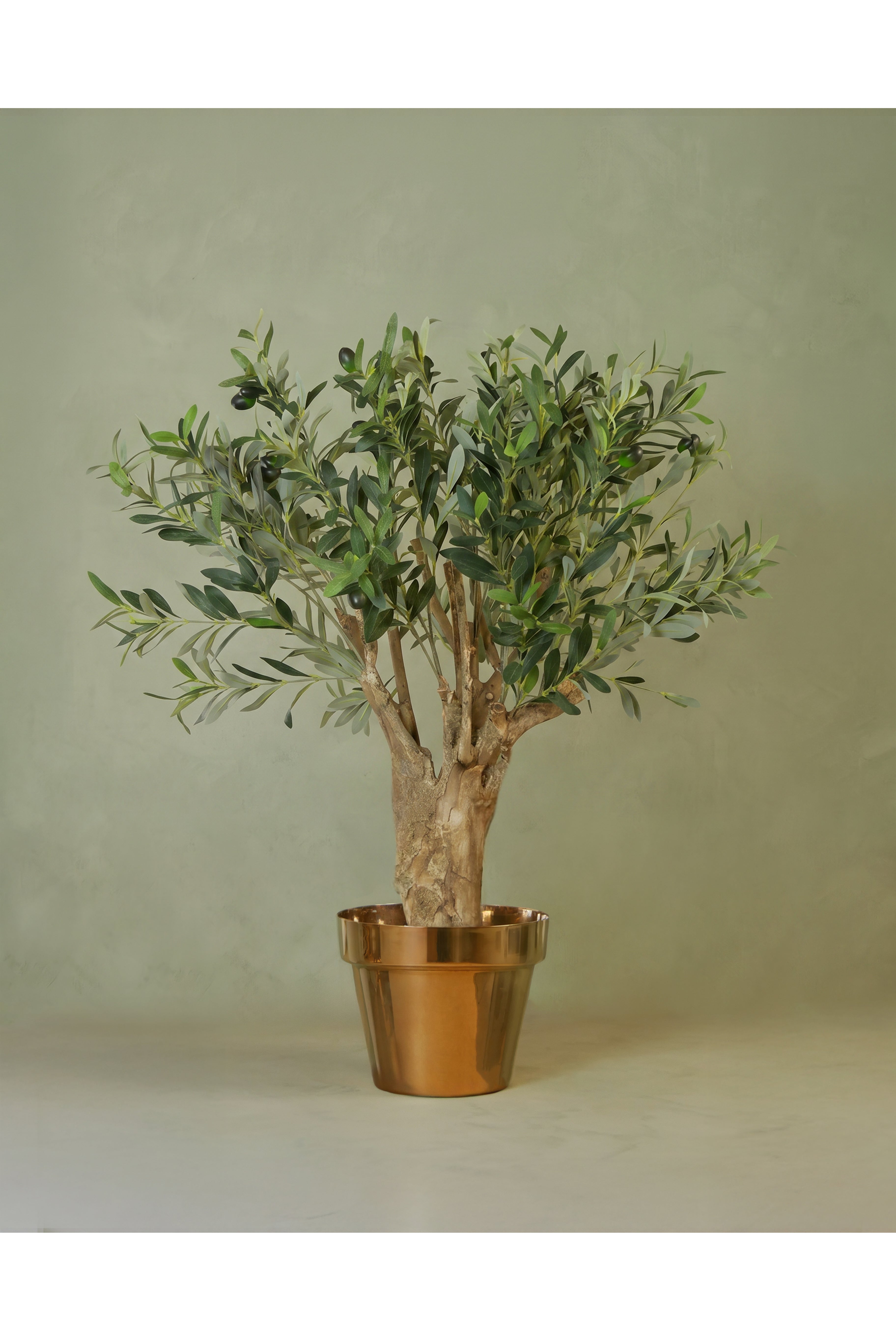 Exclusive olive tree 90 cm
