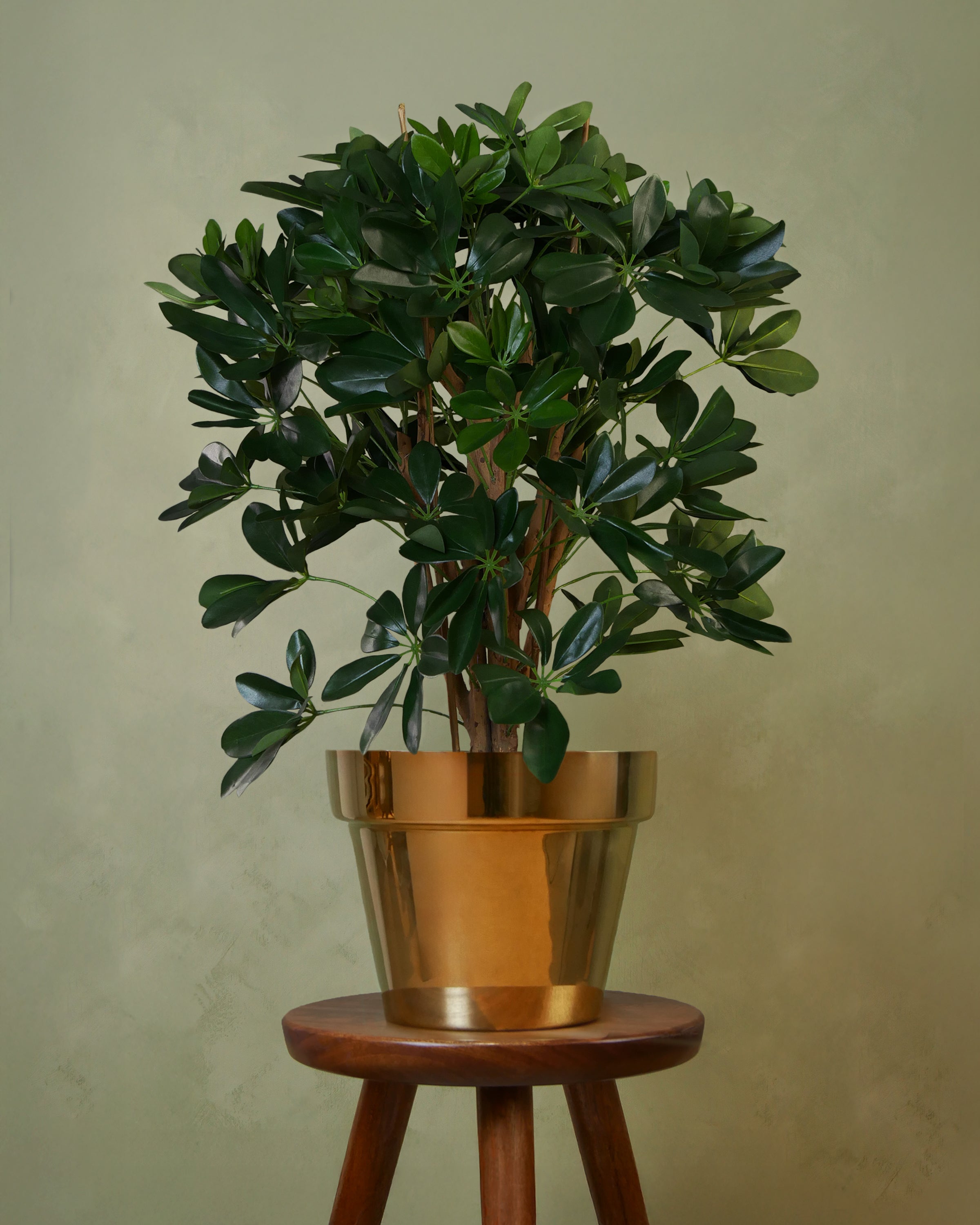 Schefflera 80 cm