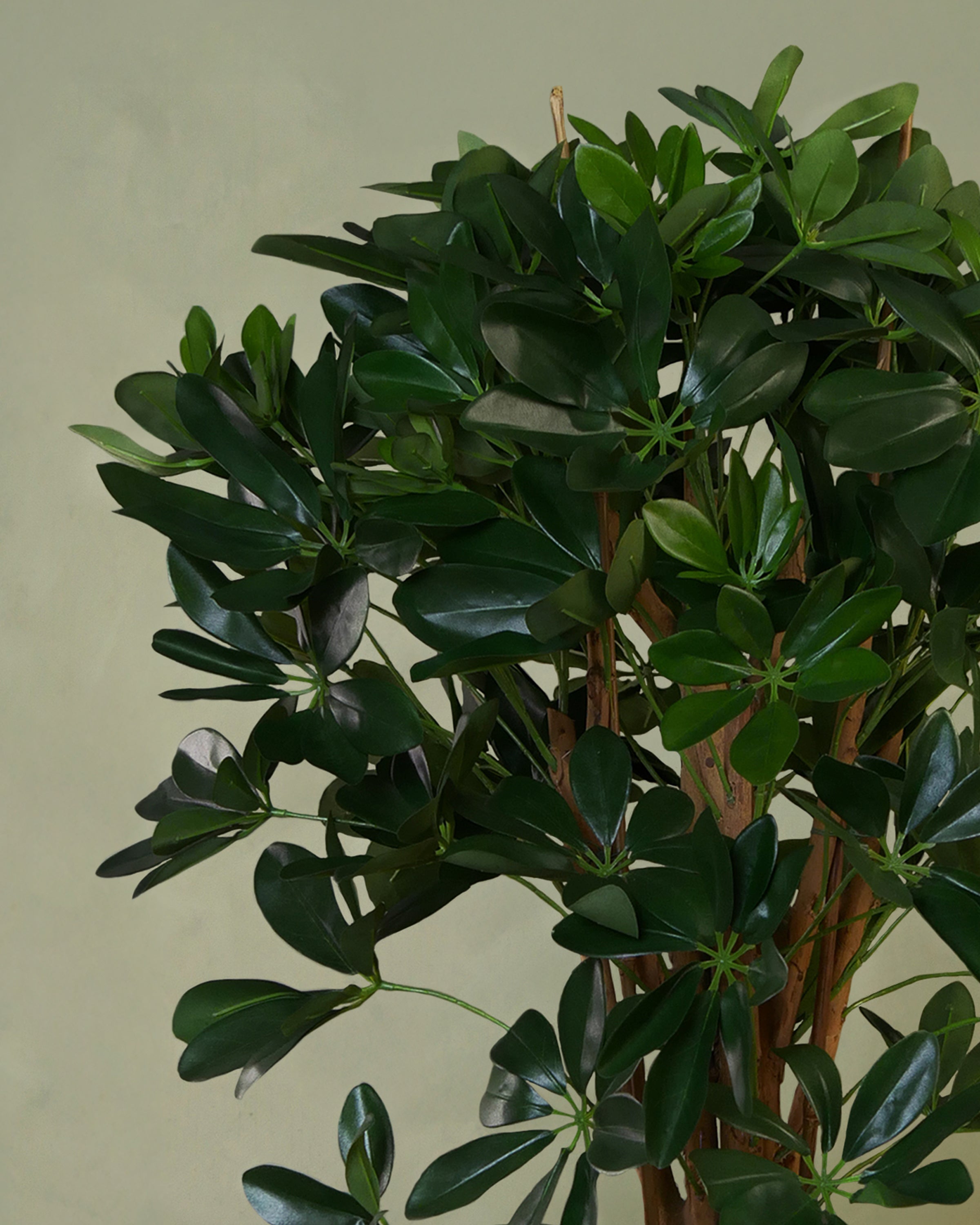 Schefflera 80 cm