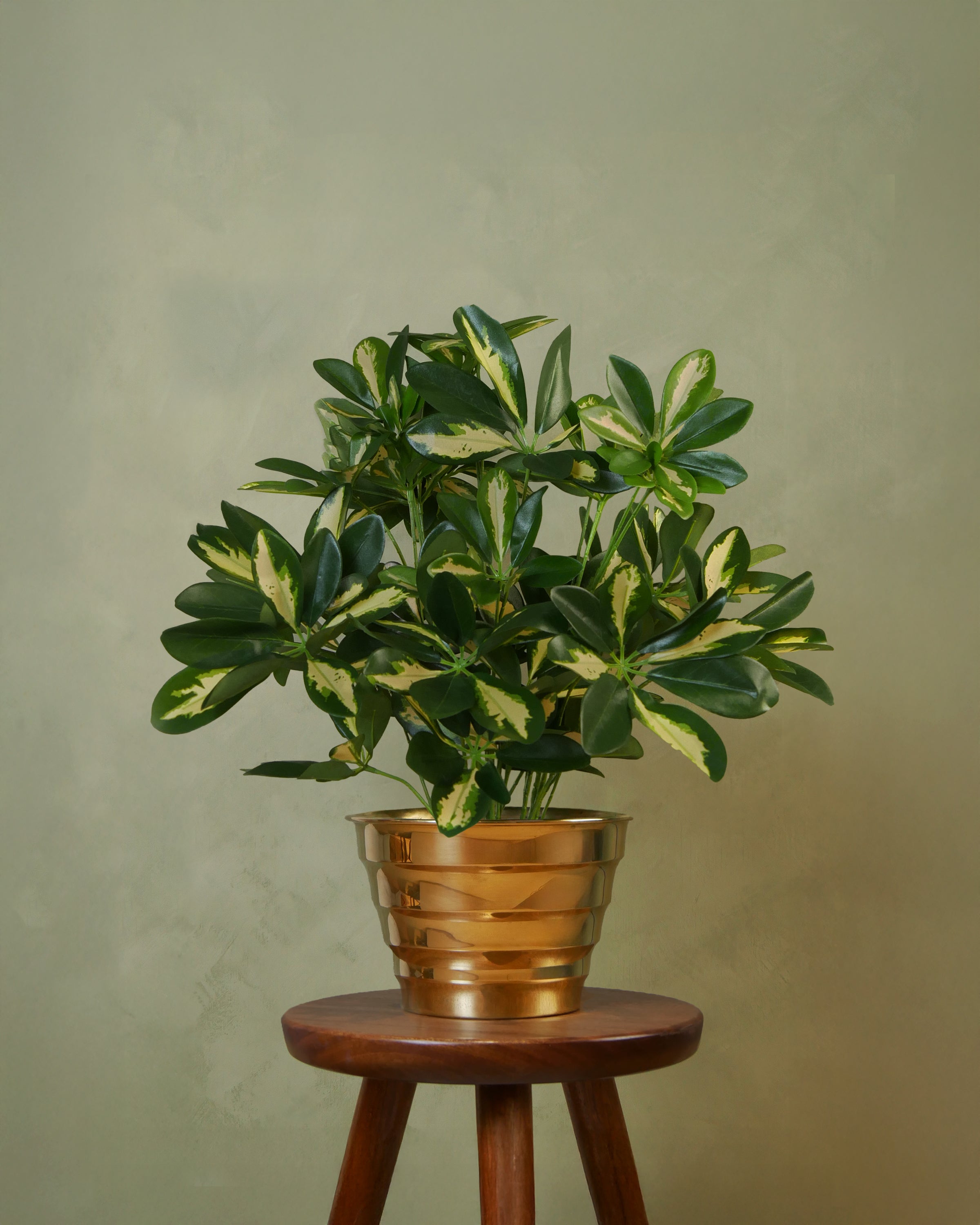 Baby Schefflera, 45 cm