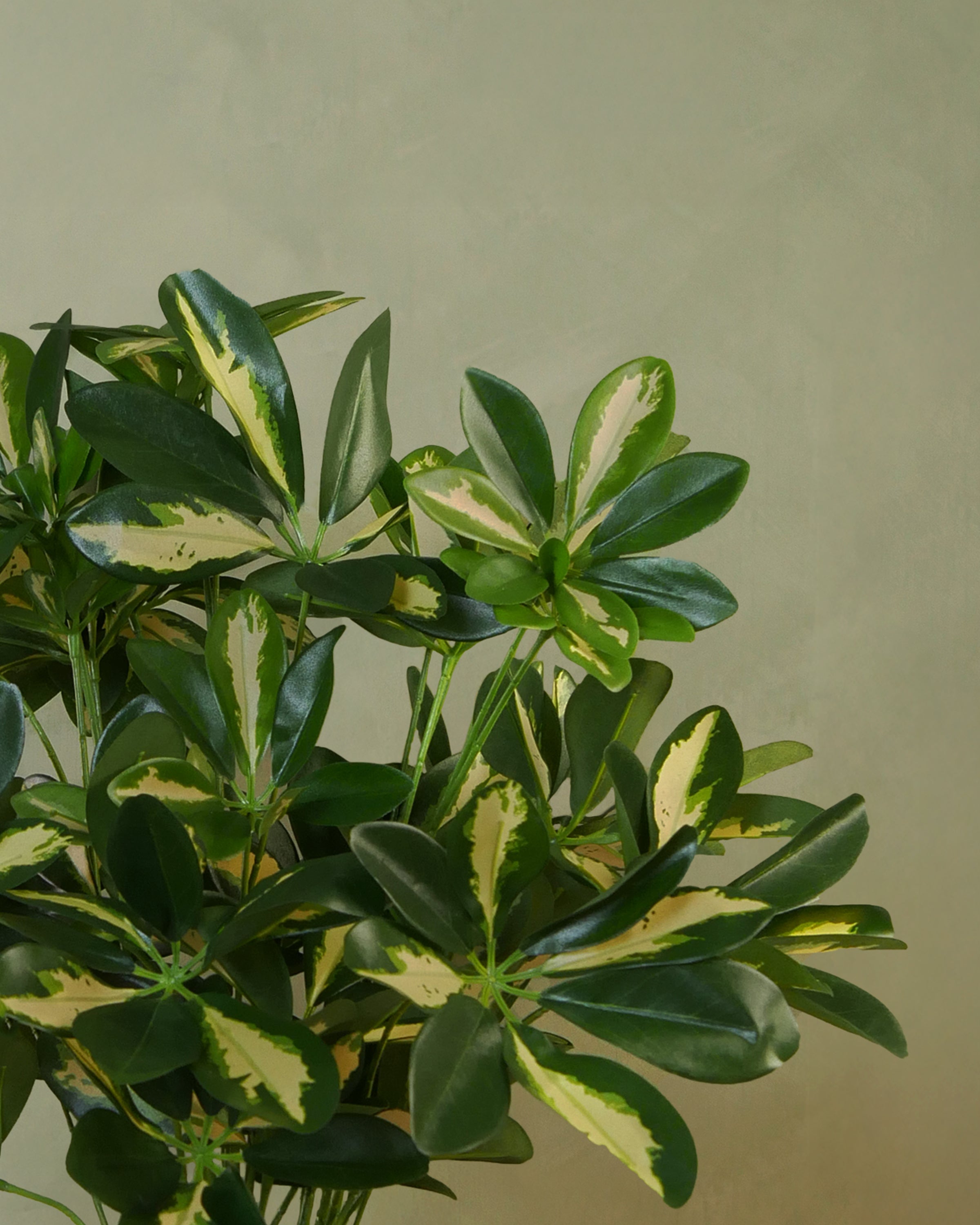 Baby Schefflera, 45 cm