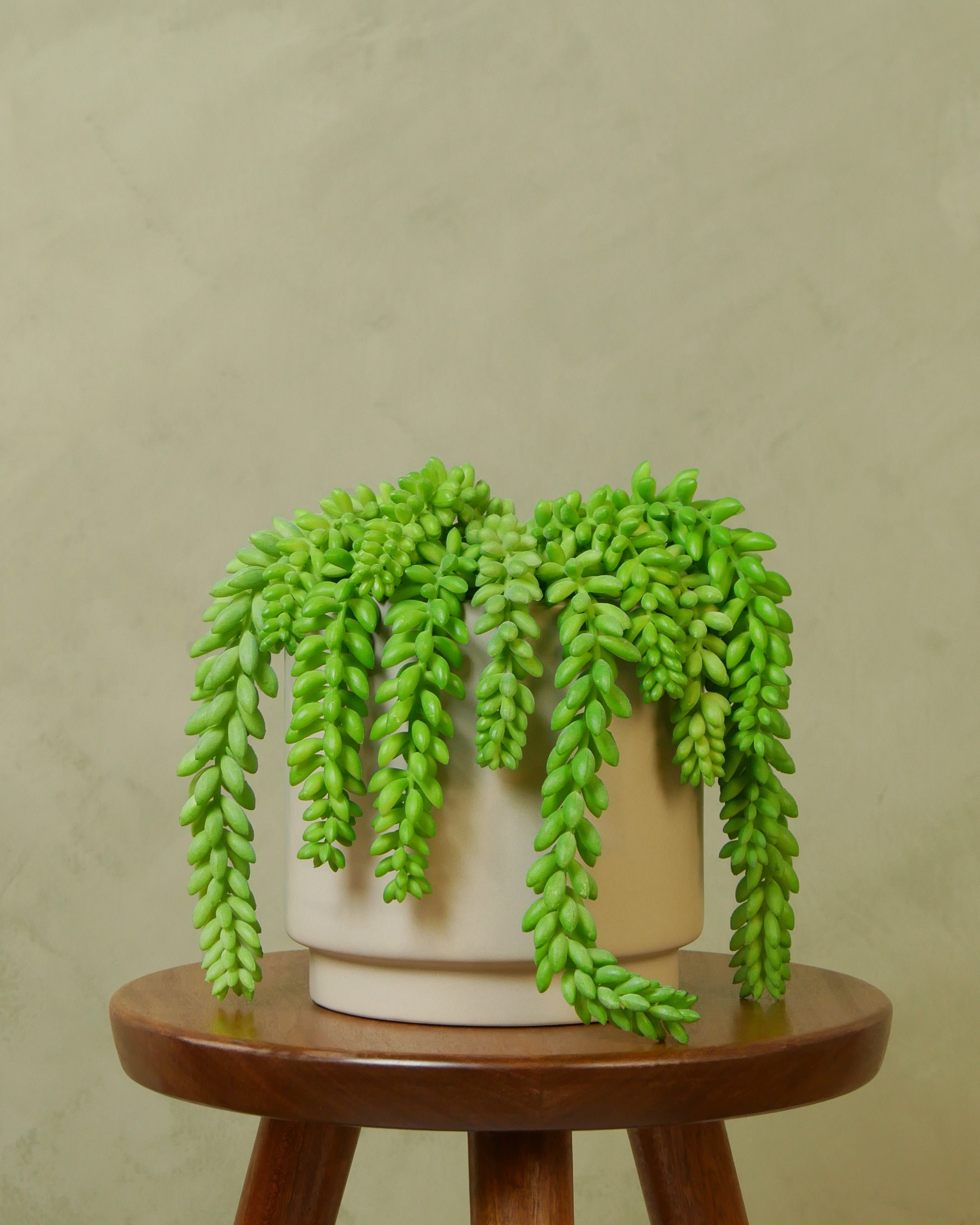 Sedum 14 cm