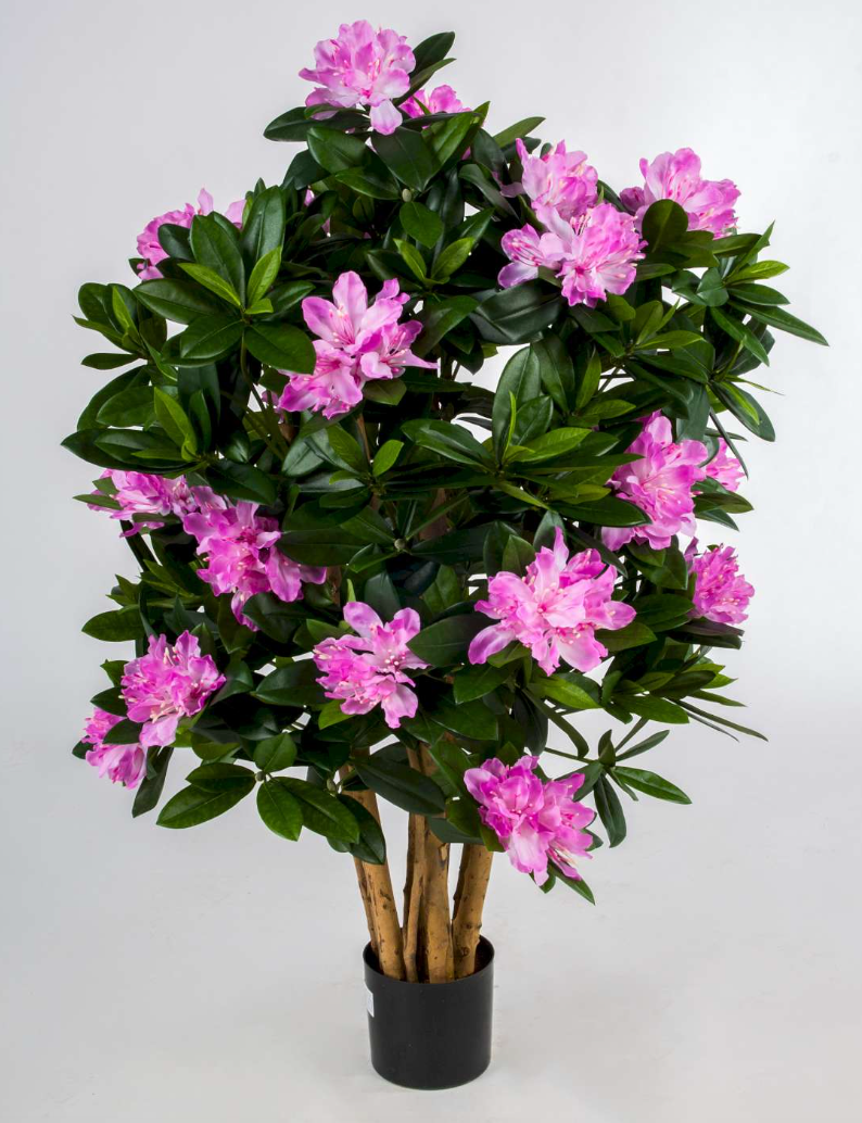 Rhododendron 70 cm, uv