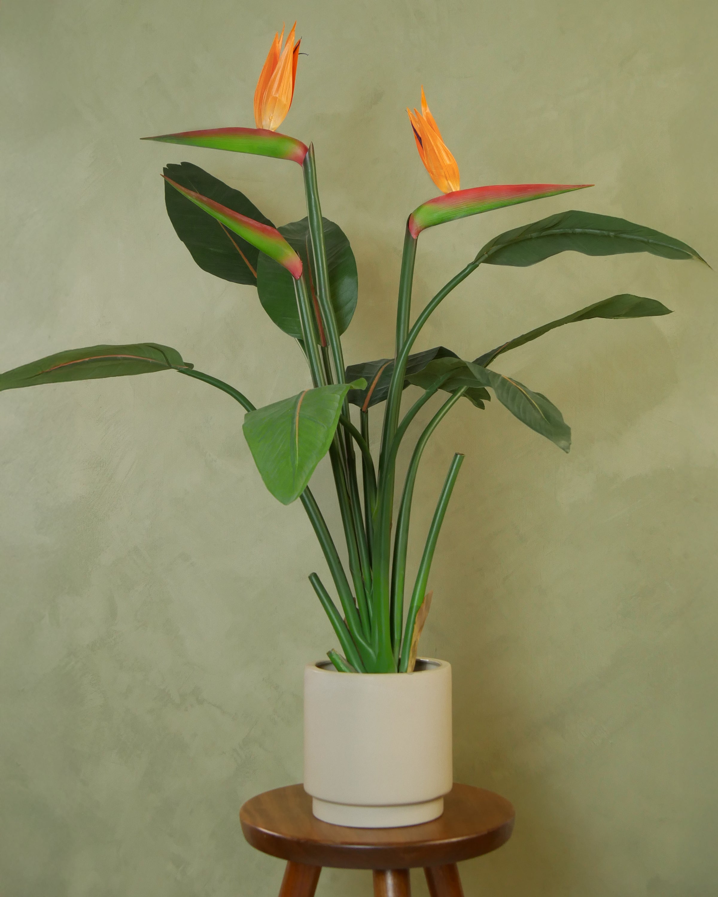 Strelitzia 95 cm