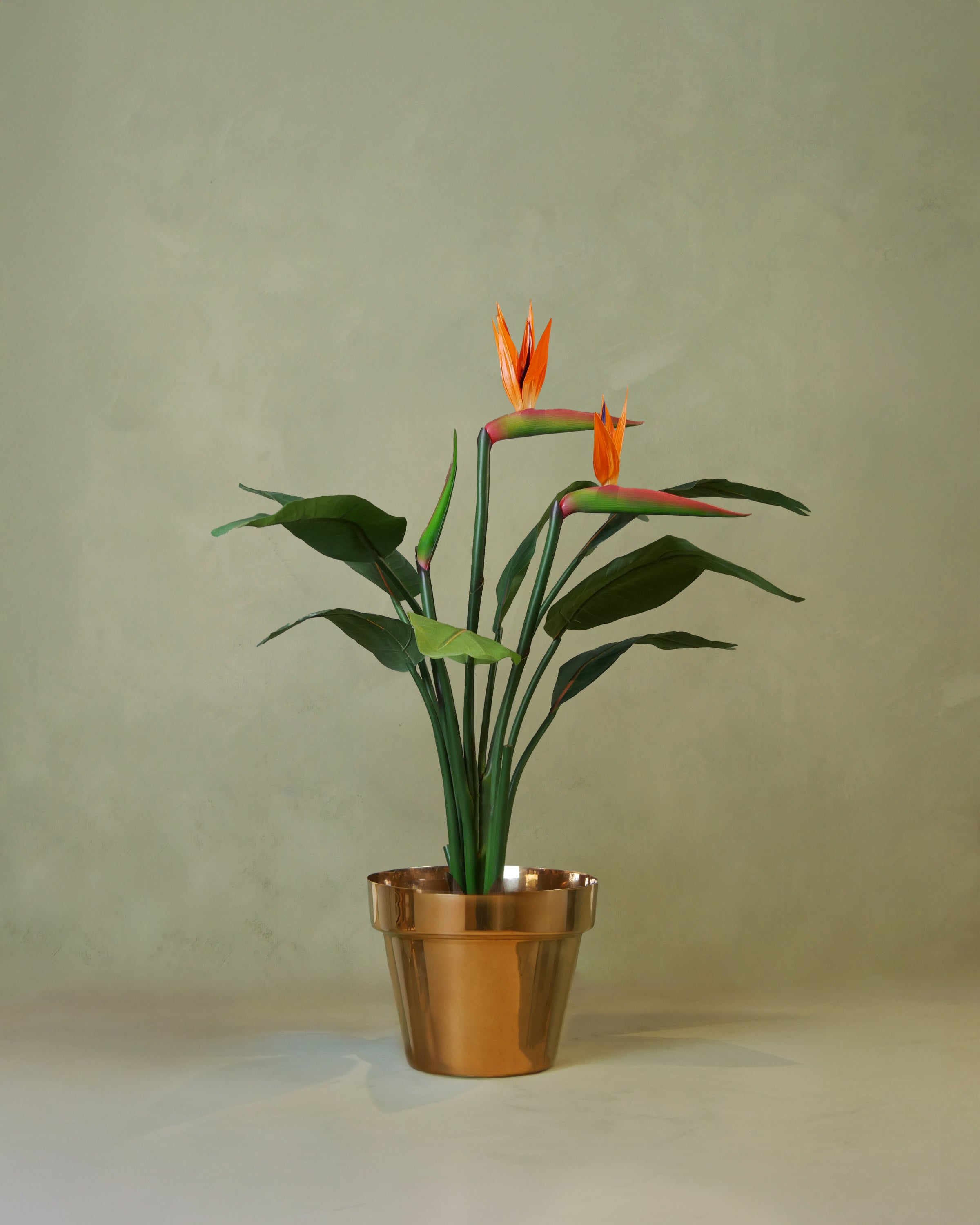 Strelitzia 95 cm