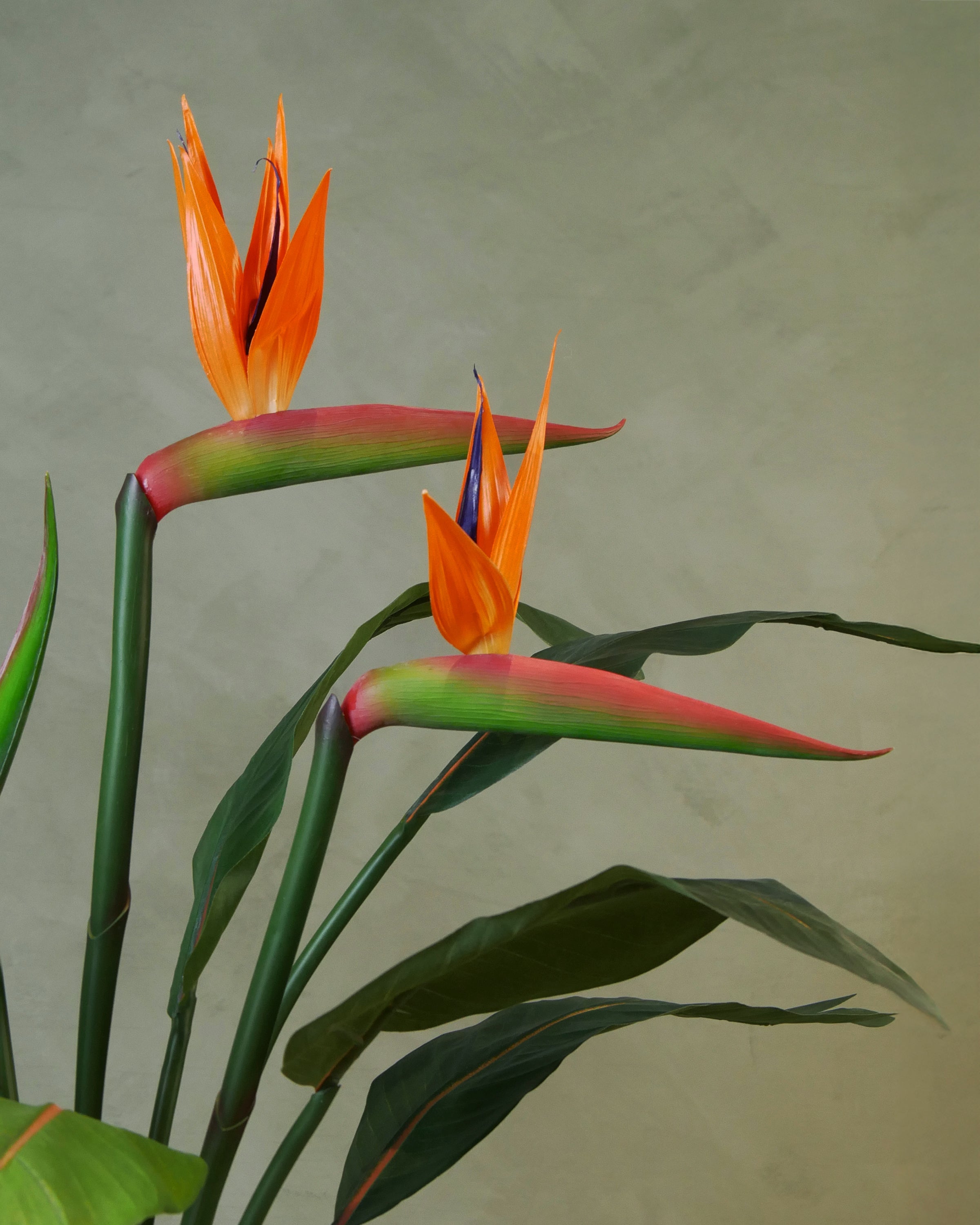 Strelitzia 95 cm