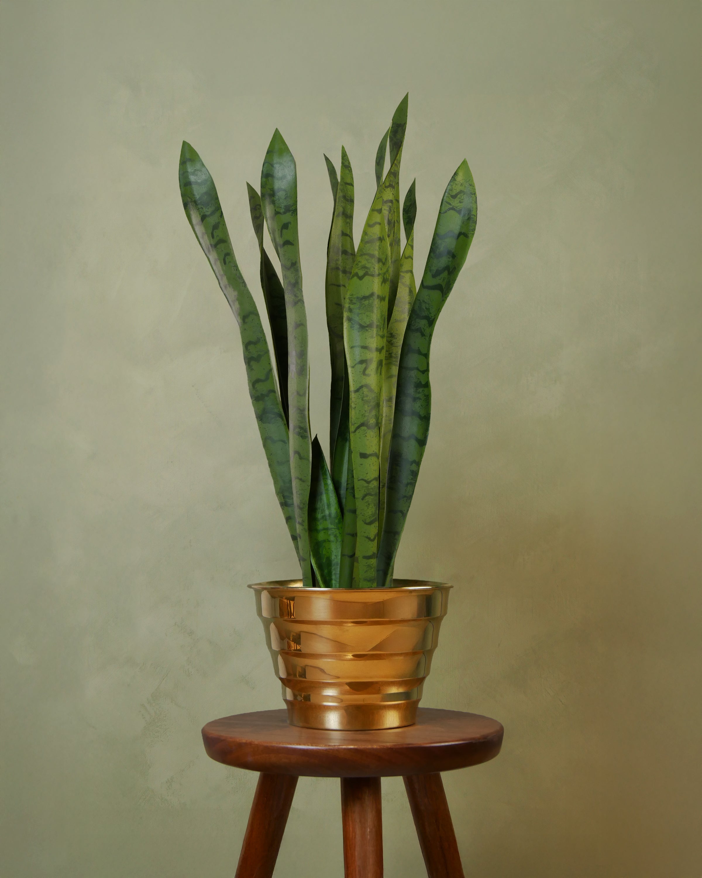 Svärmorstunga 70 cm