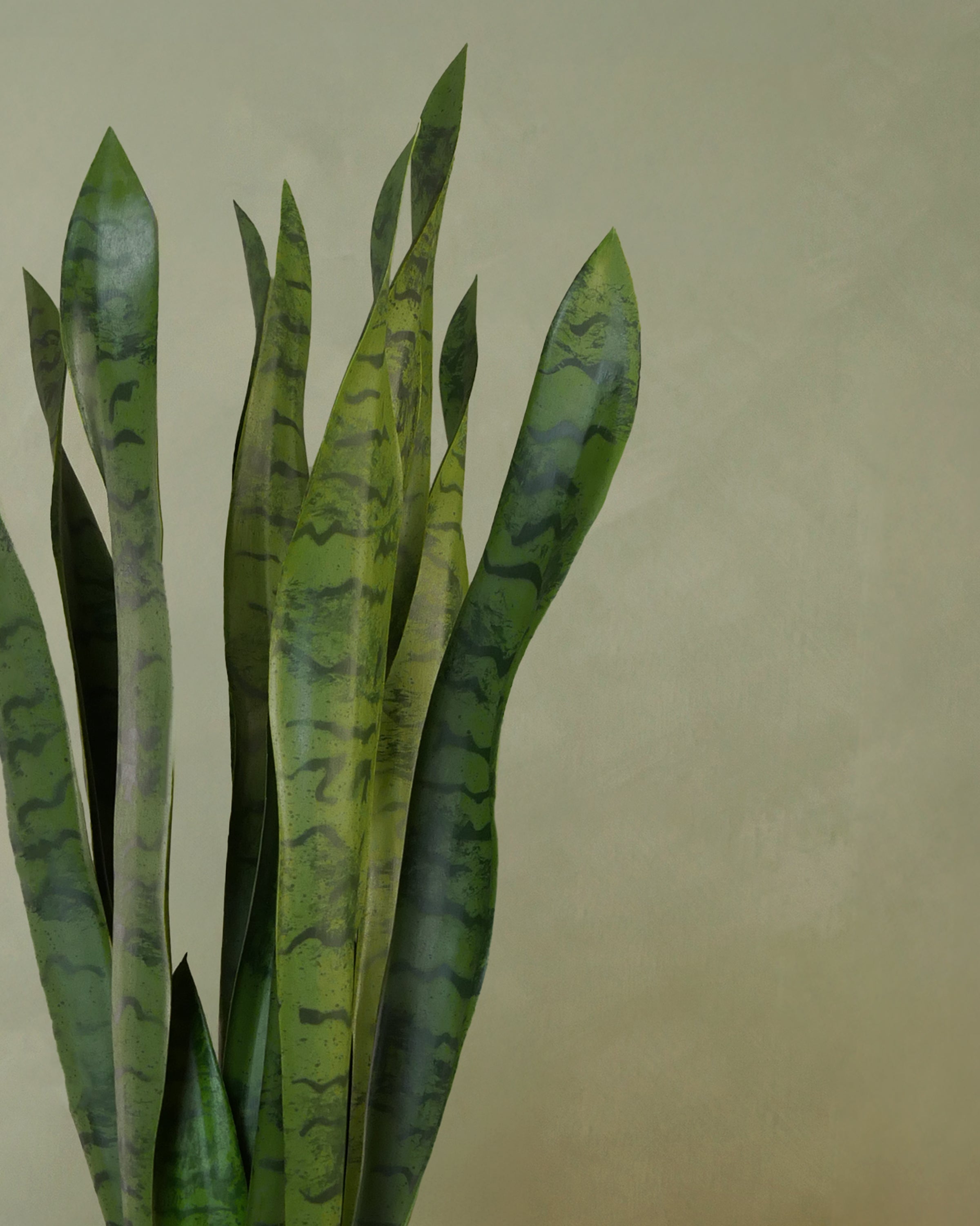 Svärmorstunga 70 cm