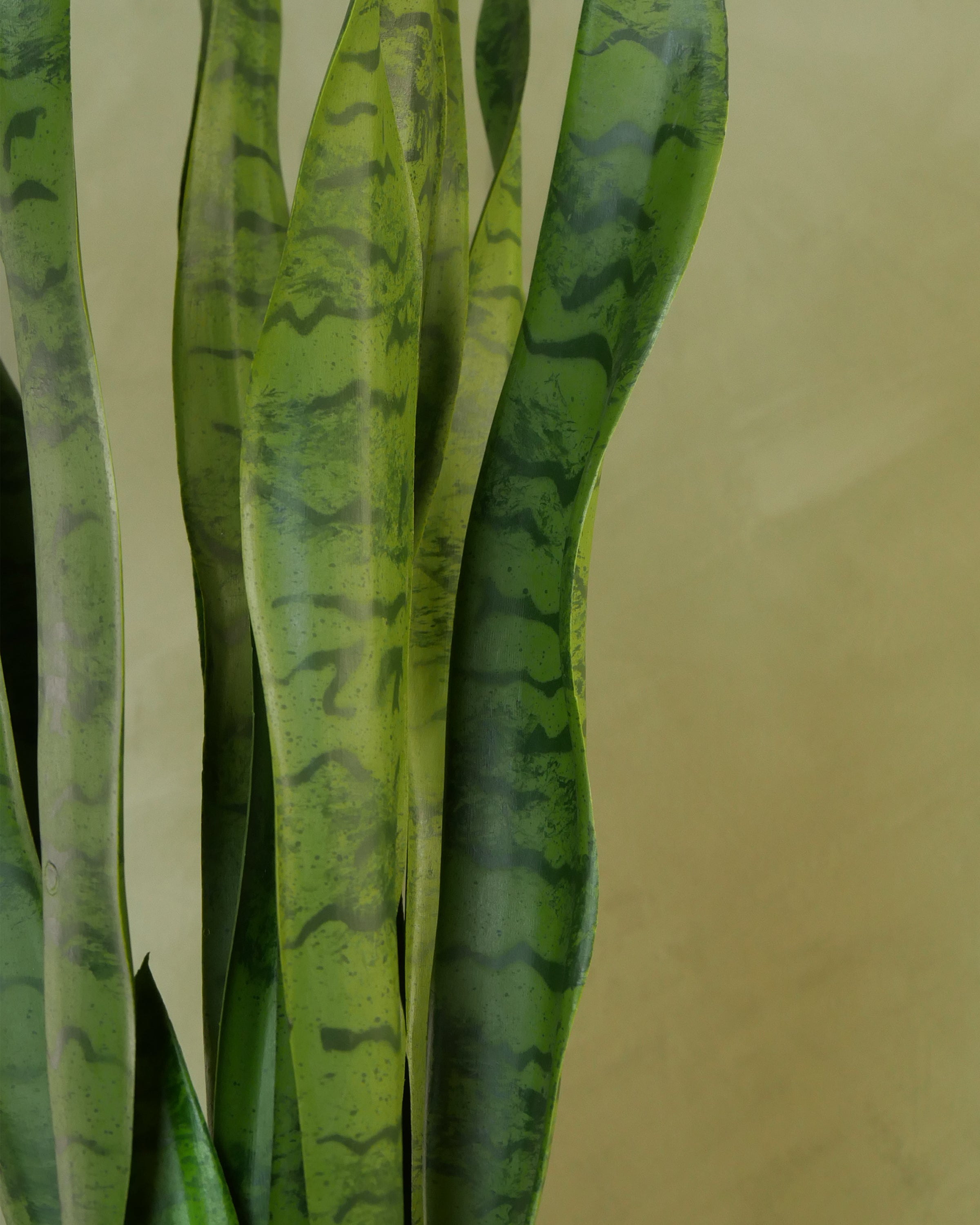 Svärmorstunga 70 cm