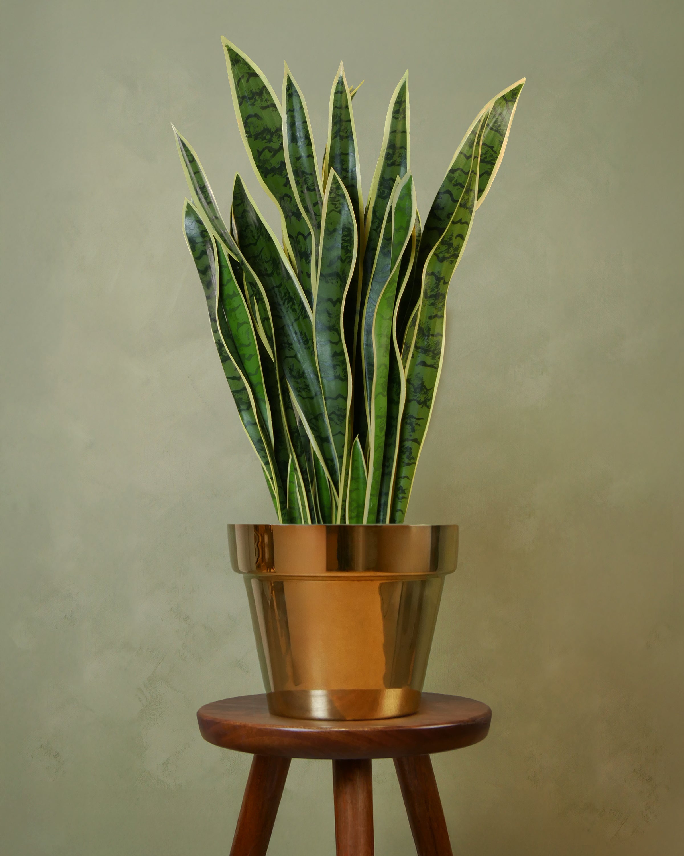 Svärmorstunga 80 cm