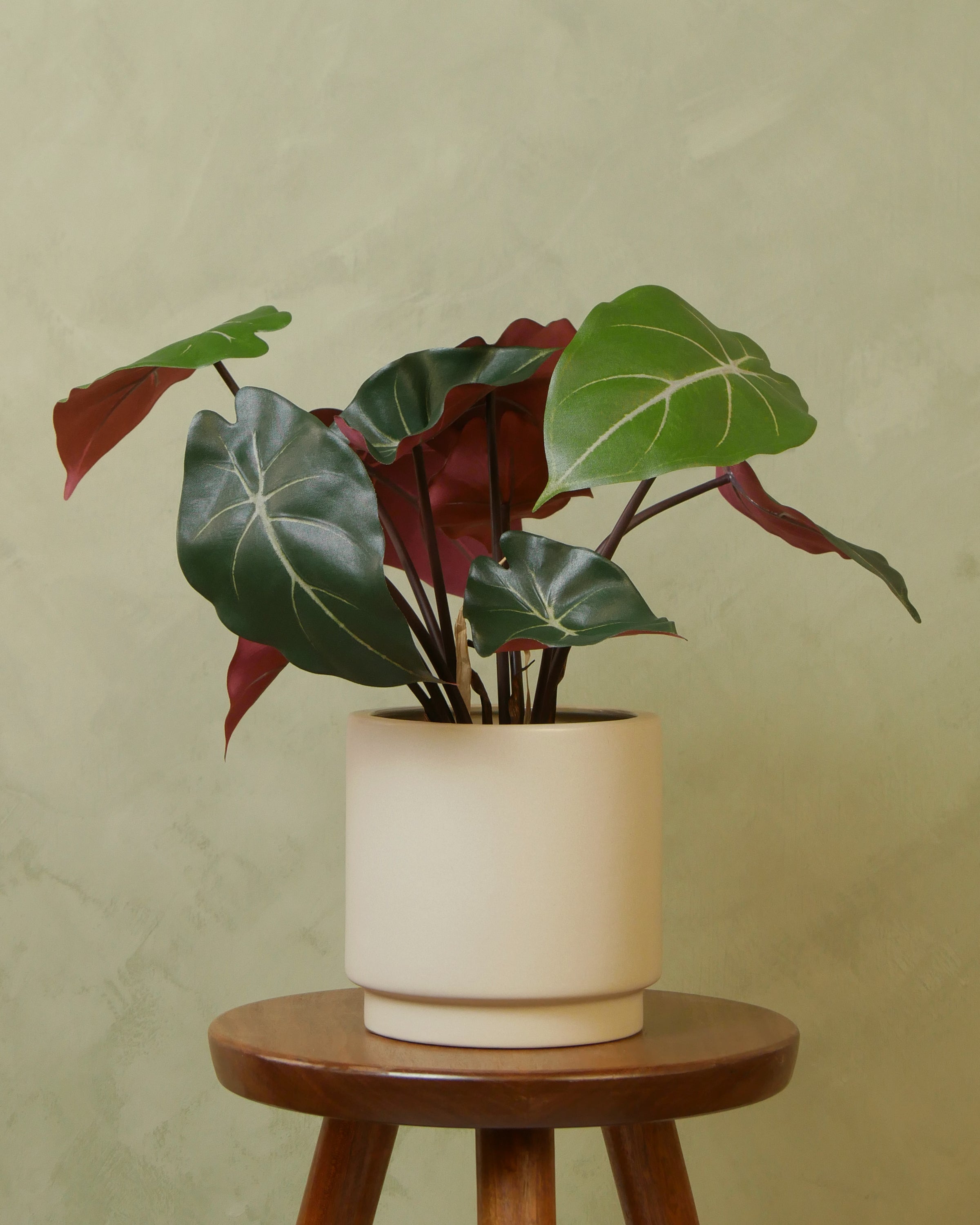 Syngonium 34 cm