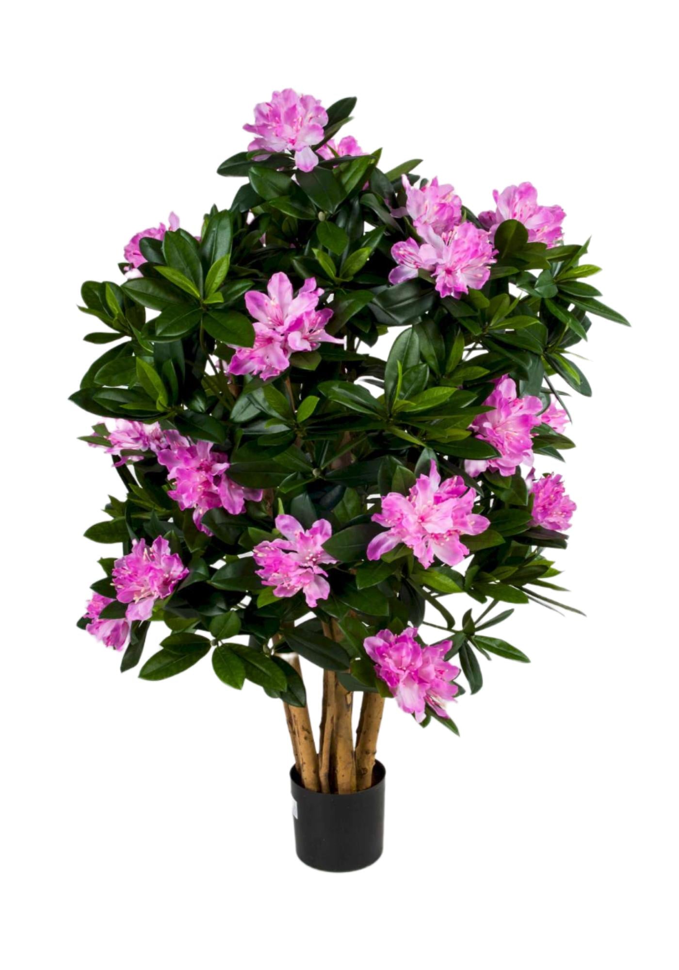 Rhododendron 70 cm, UV