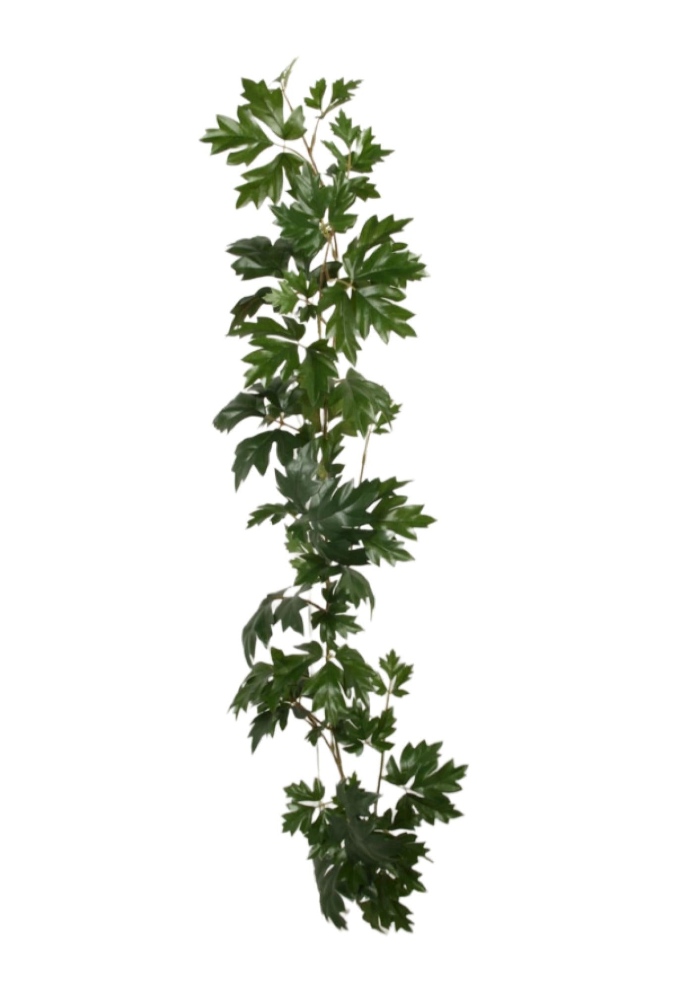 Cissus girlang 114 cm